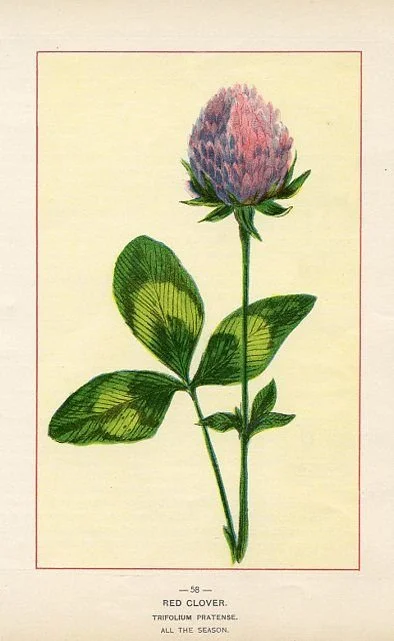 Red Clover Blossom