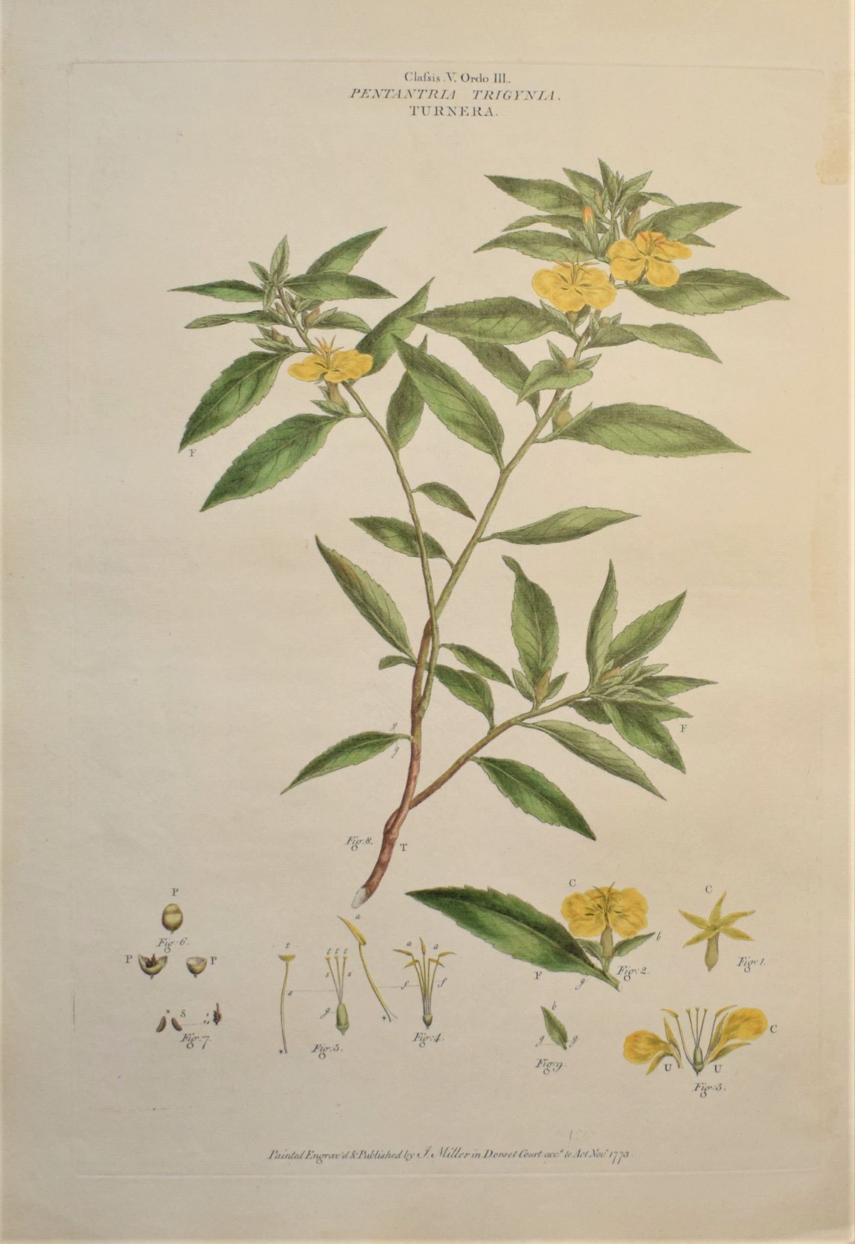 Damiana Leaf