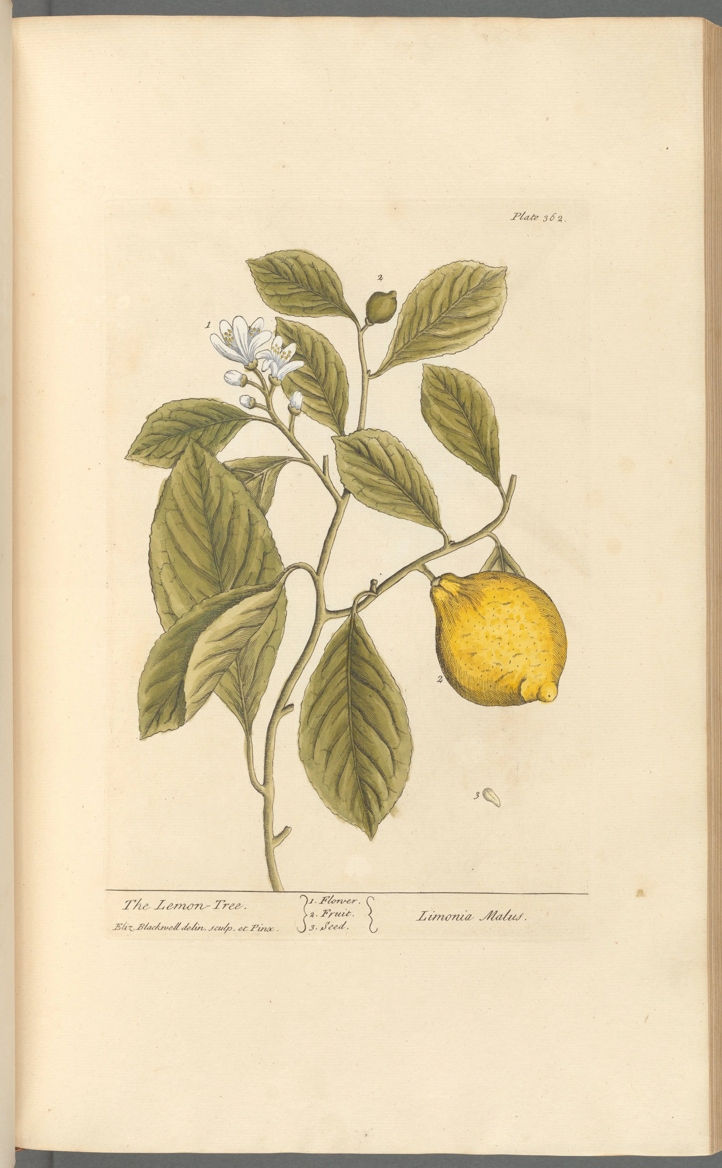 Lemon Peel