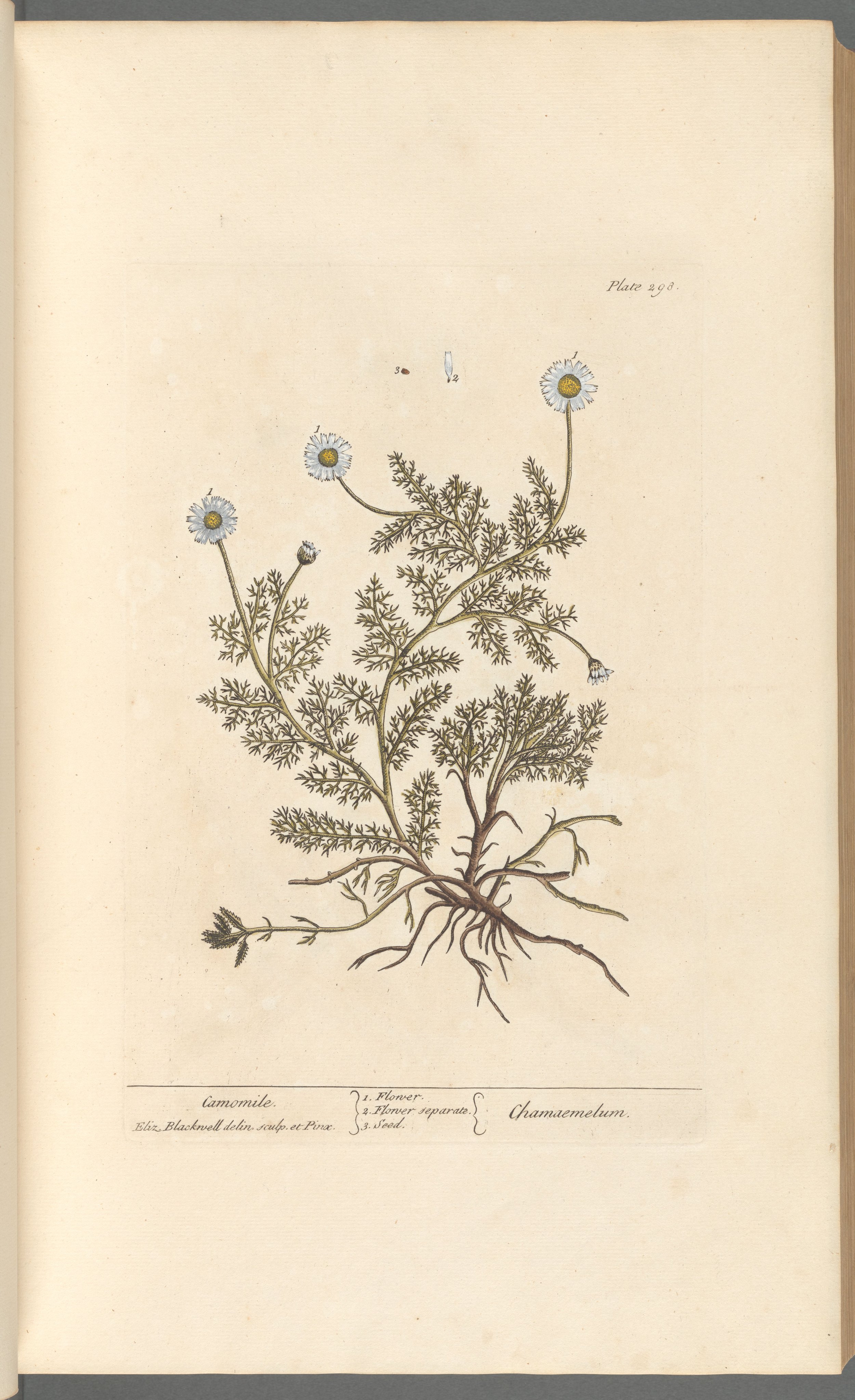 Chamomile Flowers