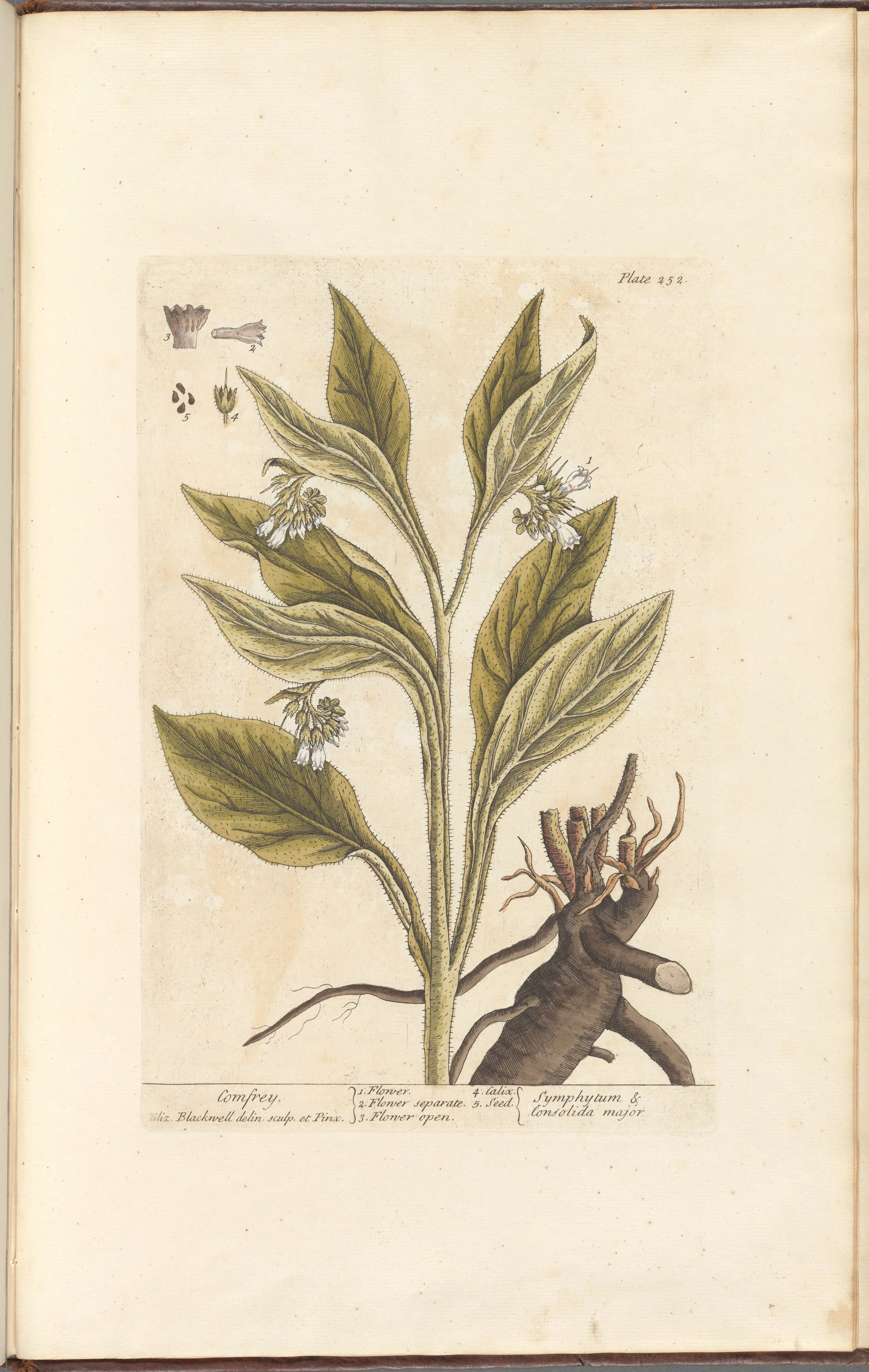 Comfrey Root