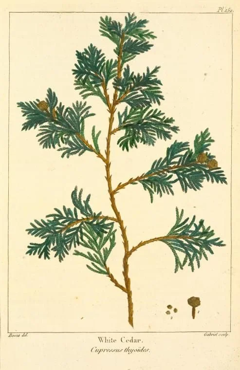 Cedar Leaf