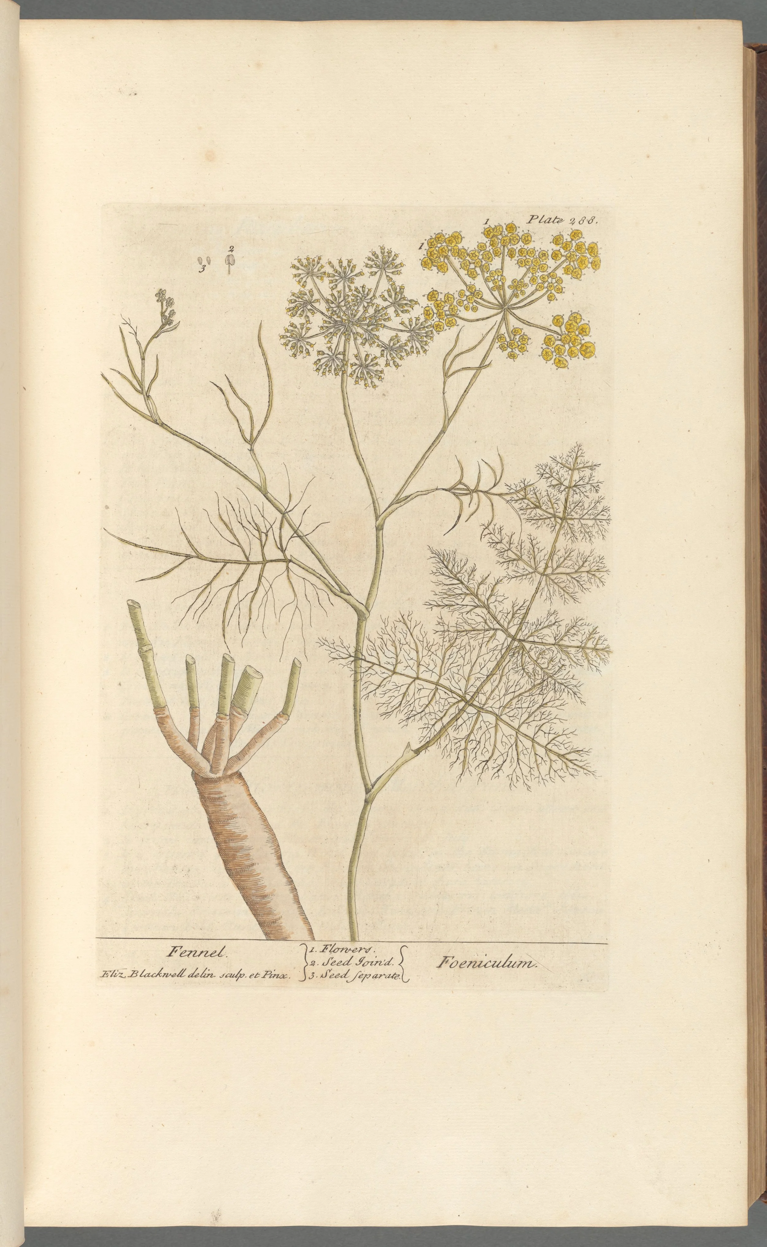 Fennel Seed