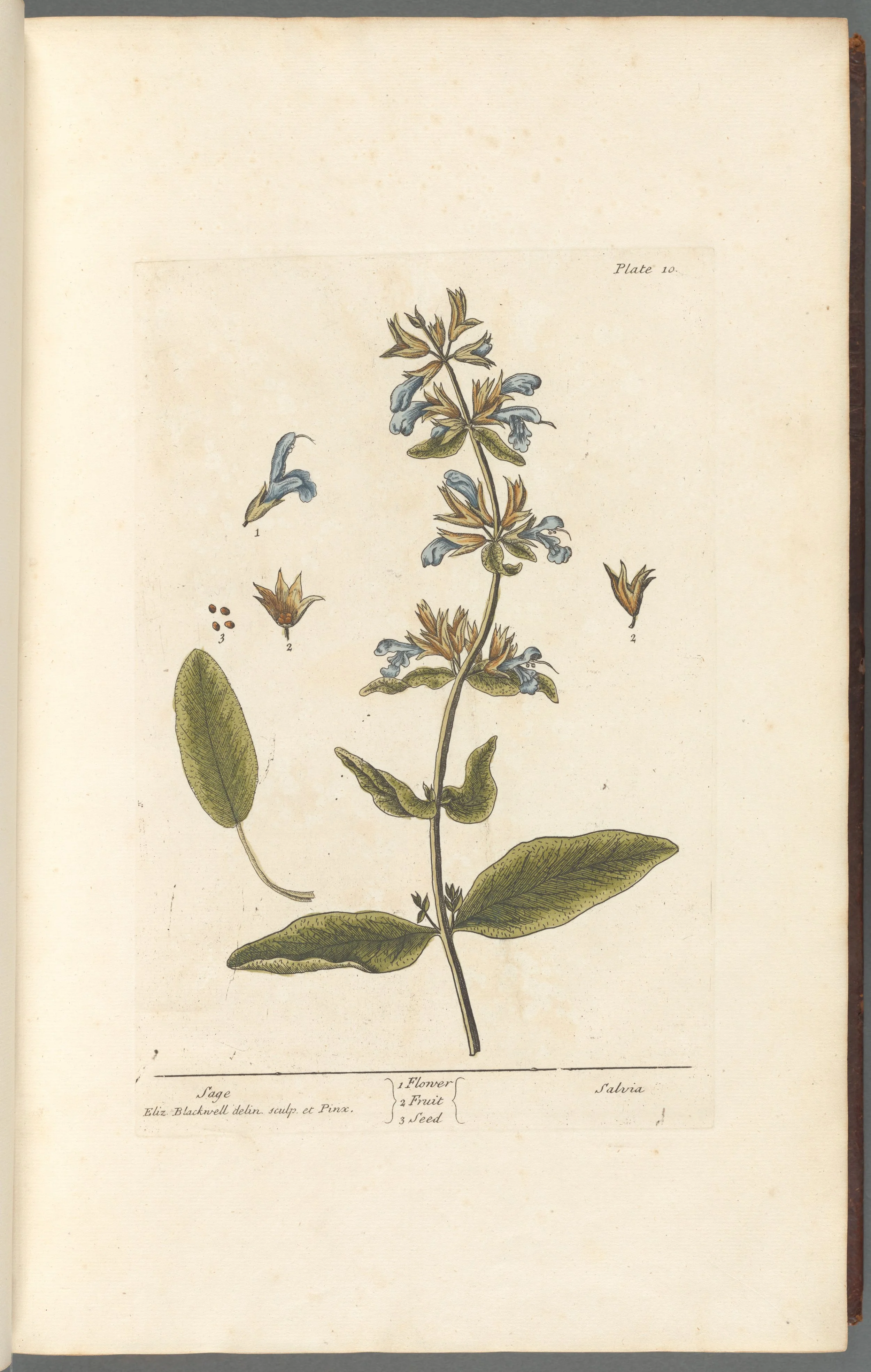 White Sage