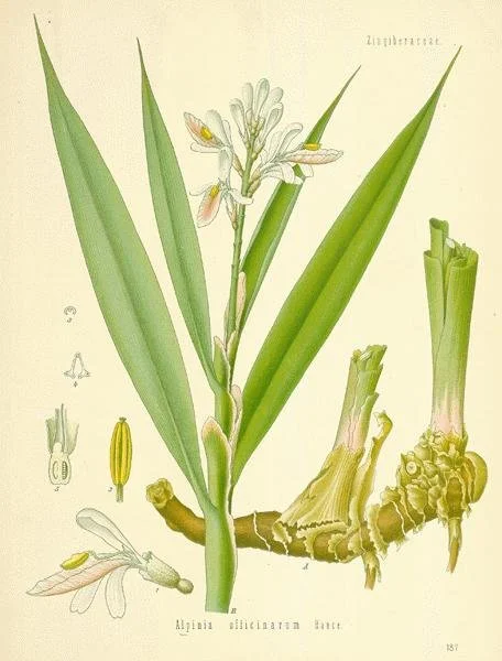 Galangal Root