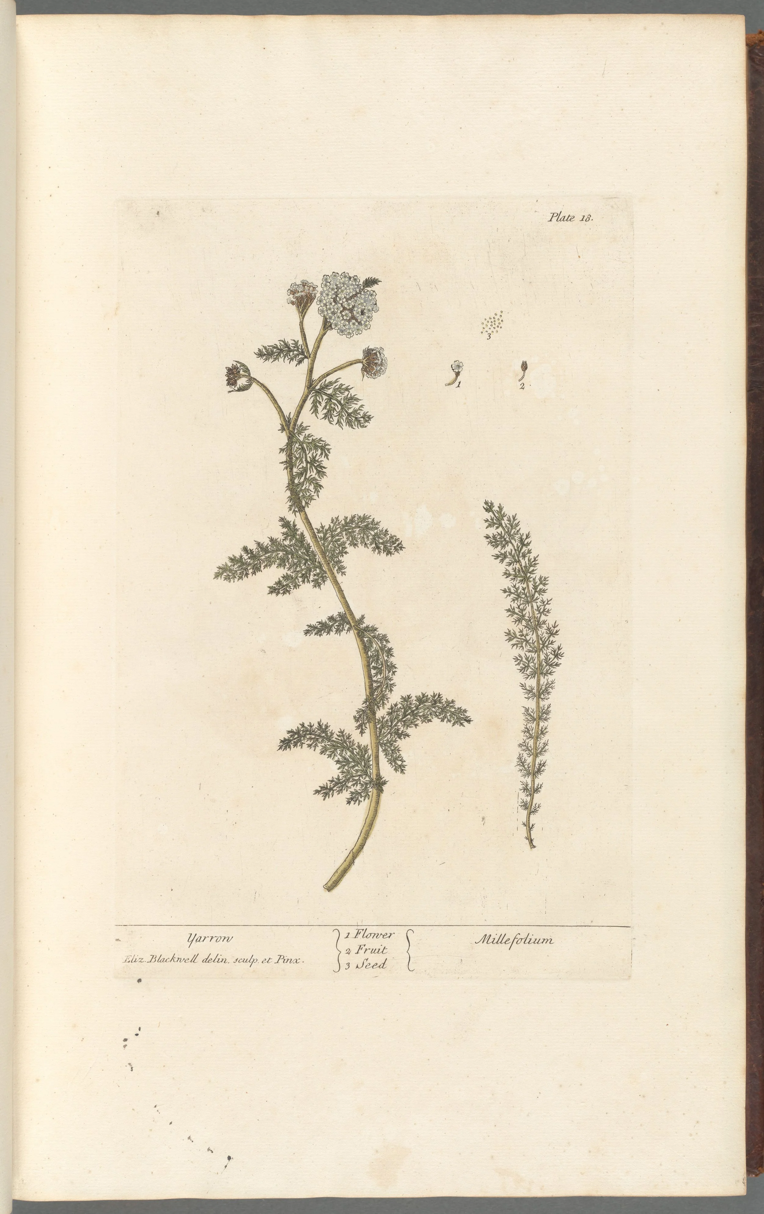 Yarrow Flower