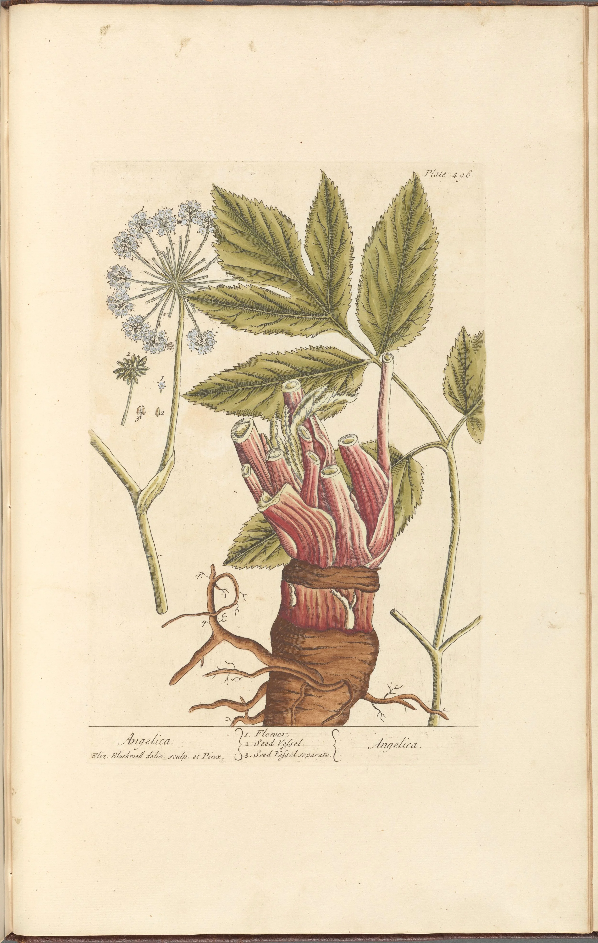 Angelica Root