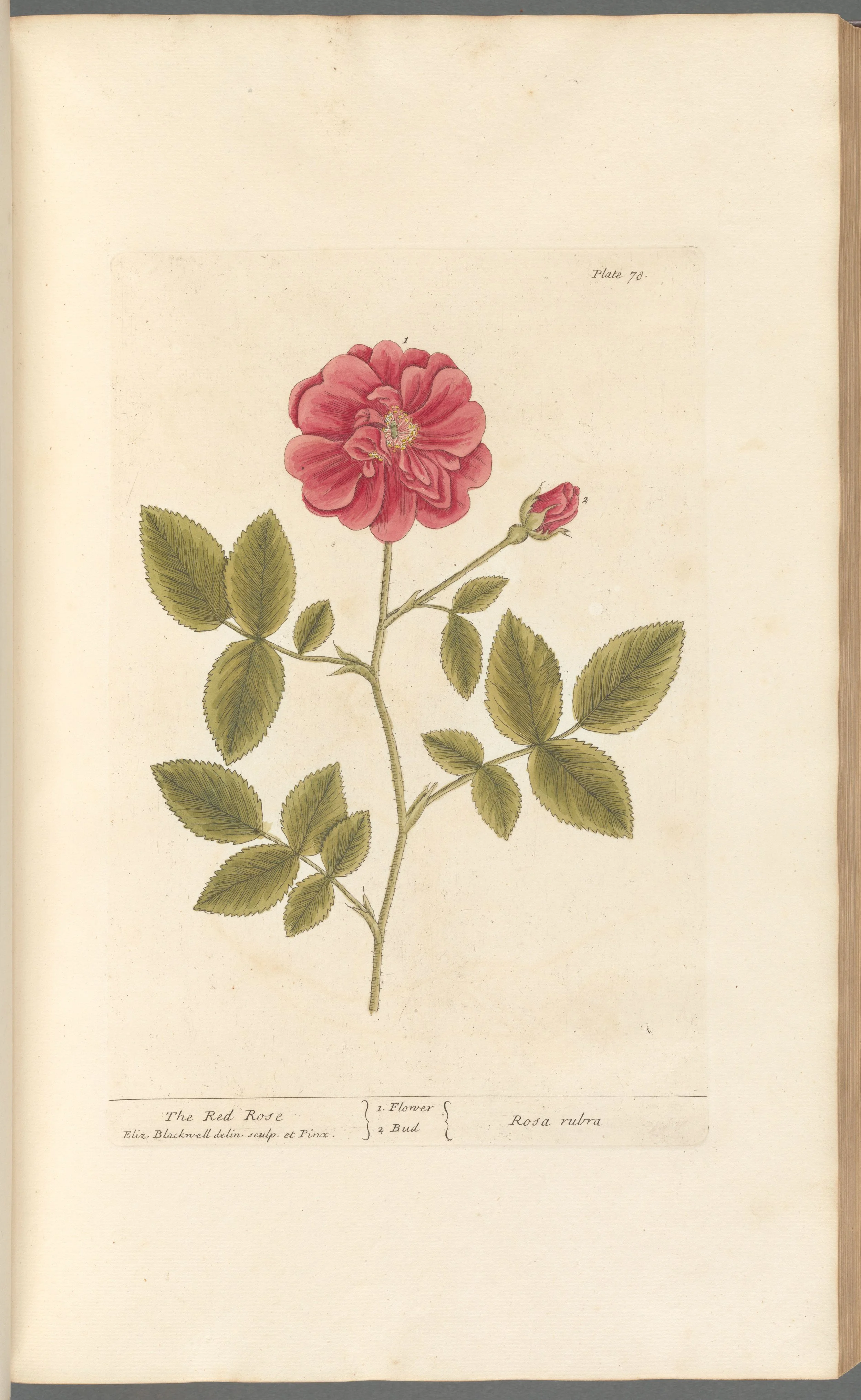 Red Rose Buds & Petals