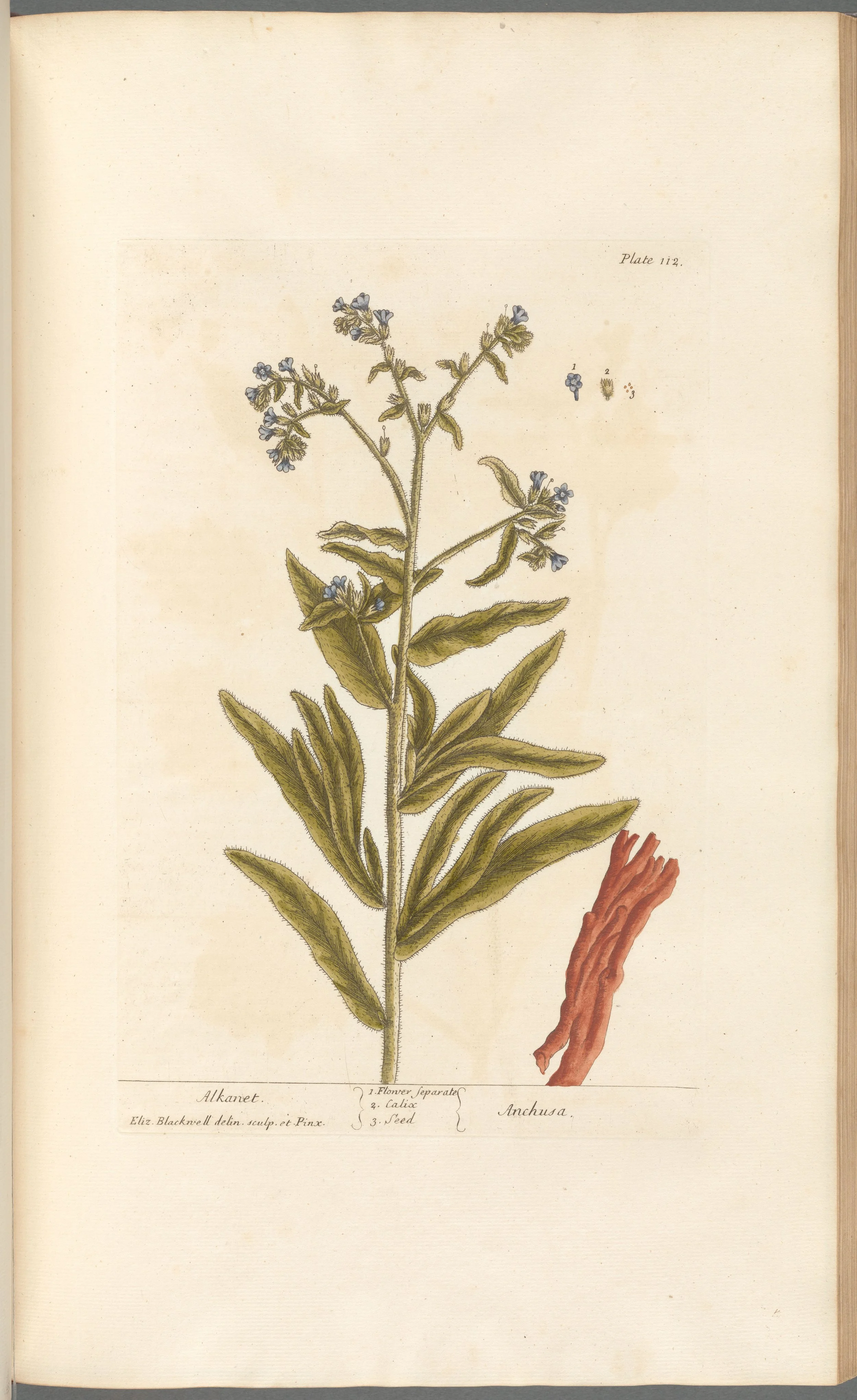 Alkanet Root