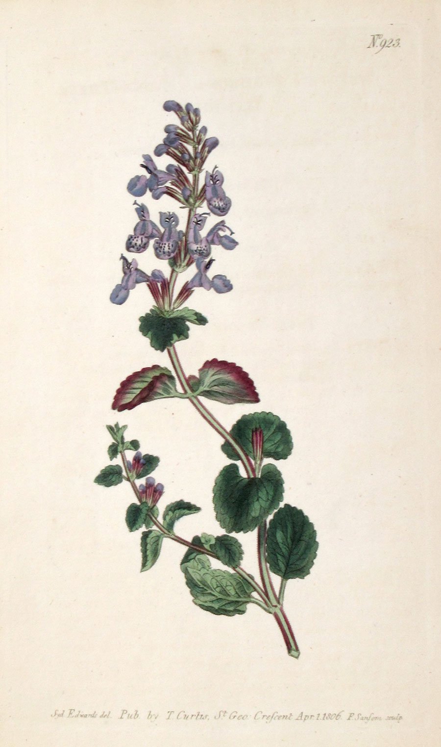 Catnip