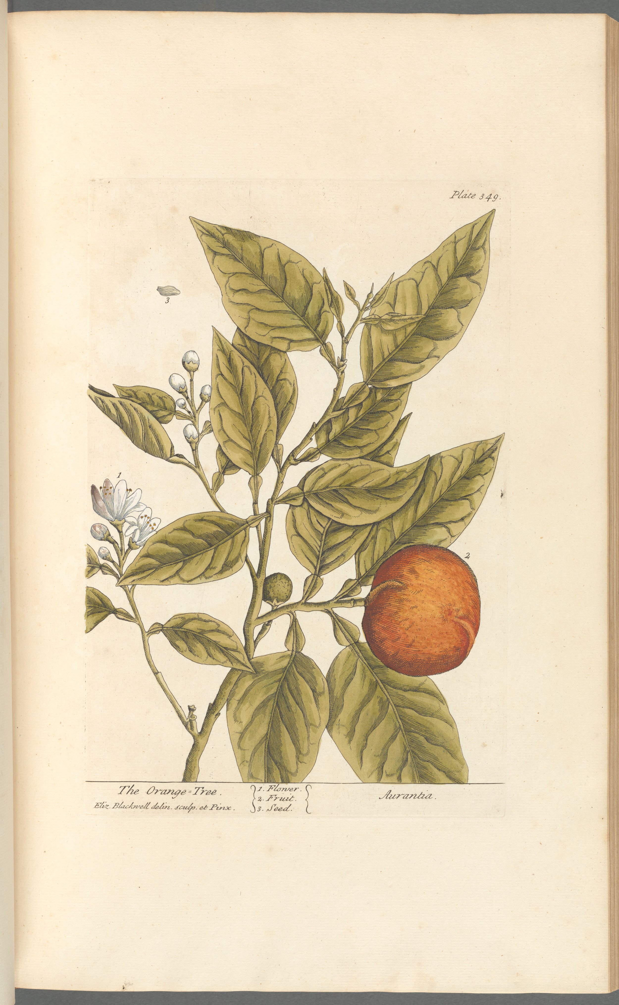 Orange Peel