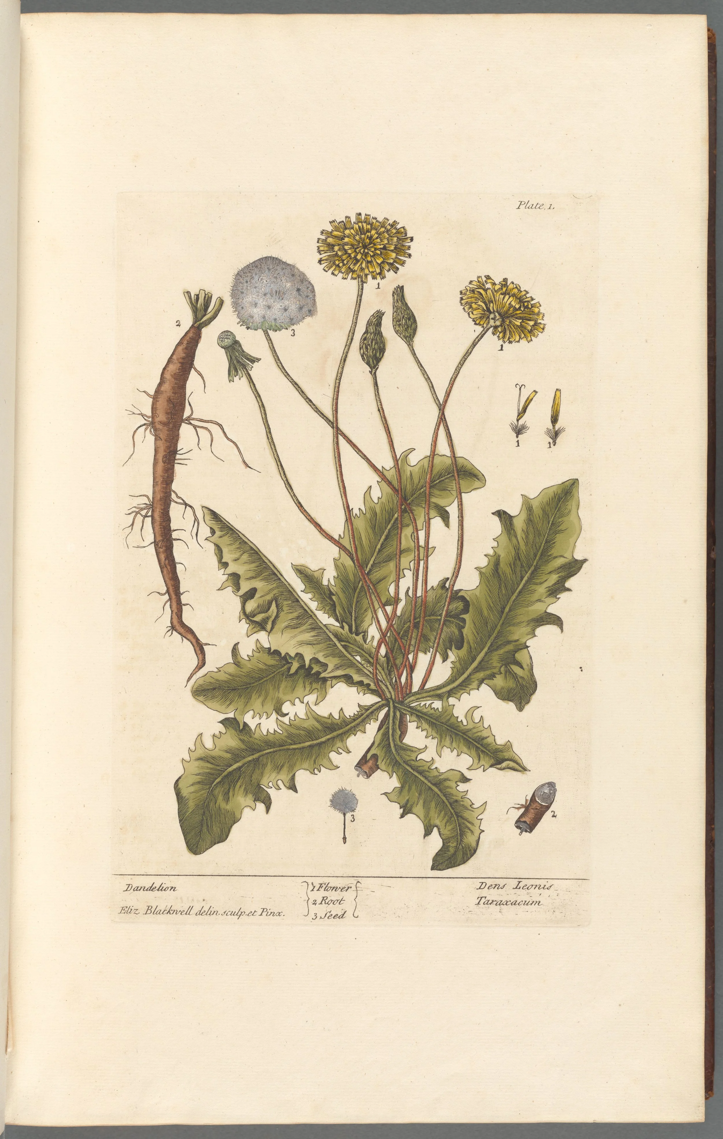 Dandelion Root