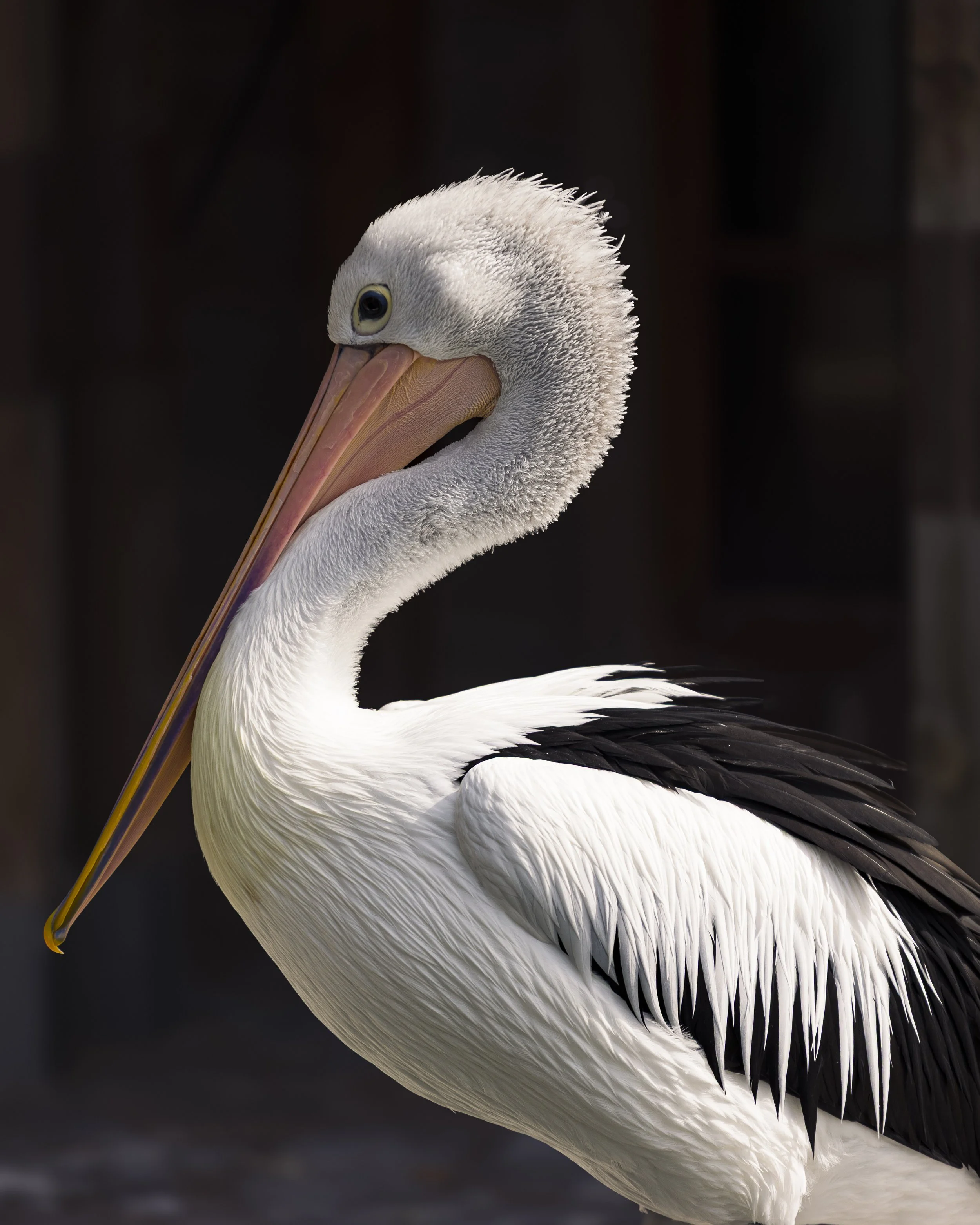 Close-up of a white pelican with its head turned to the side, showing its large pinkish-orange beak and white feathers, against a dark background.