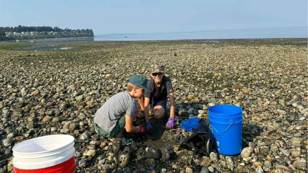 Two children dig for manila clams at Birch Bay State Park