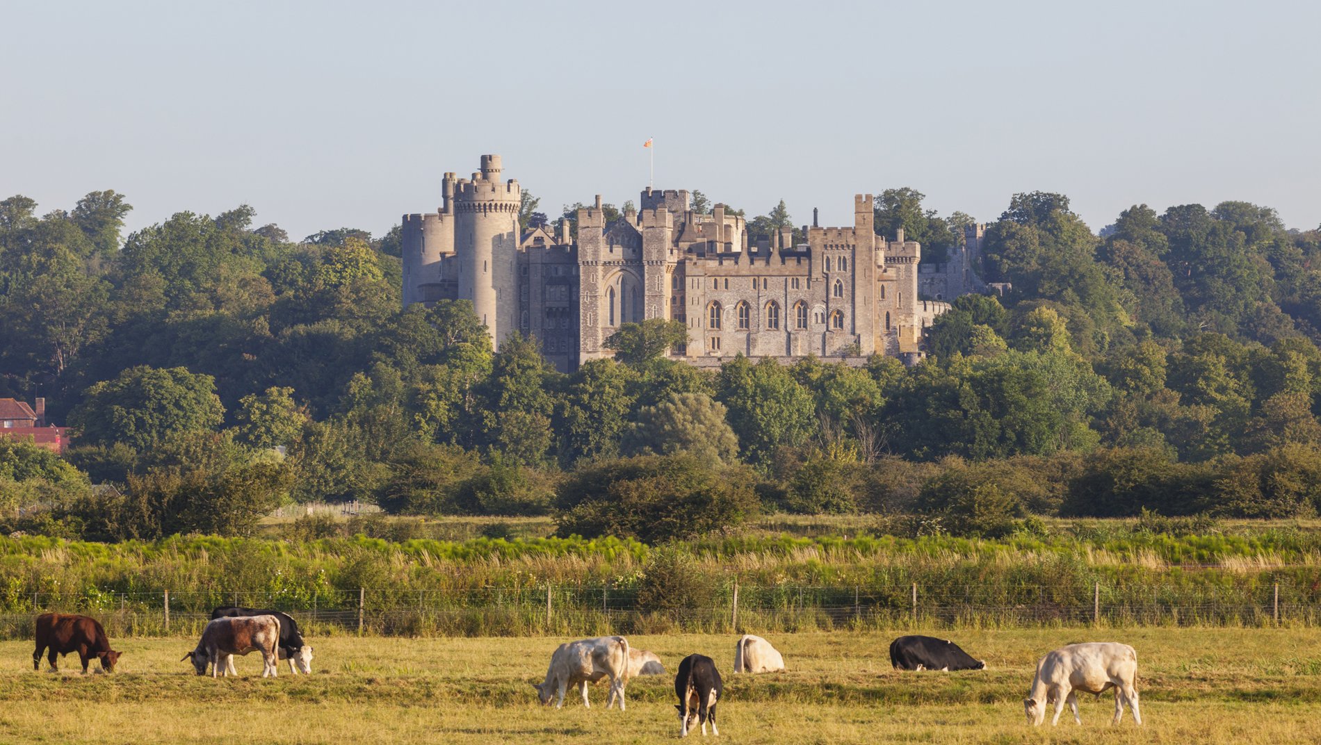 A medieval castle with multiple towers sits atop a hill surrounded by green trees. In the foreground, horses graze in a grassy field under a clear blue sky.