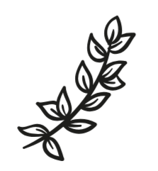 Line drawing of a laurel branch with leaves.