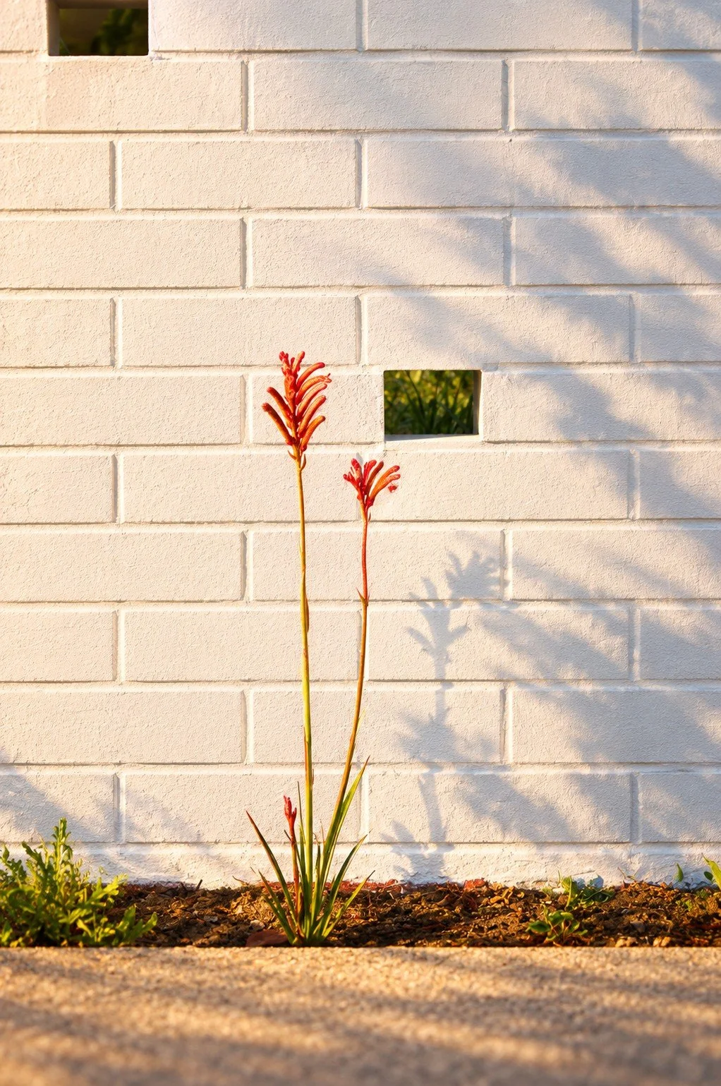 White brick architectural detail with native planting at sustainable residential project in Western Australia