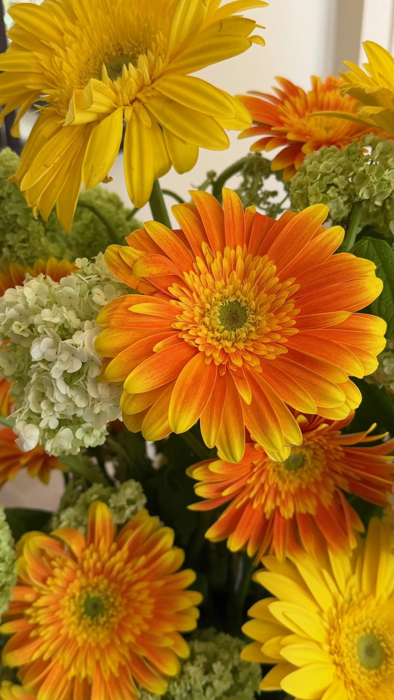 Close-up of vibrant orange and yellow daisies with white hydrangeas in the background.