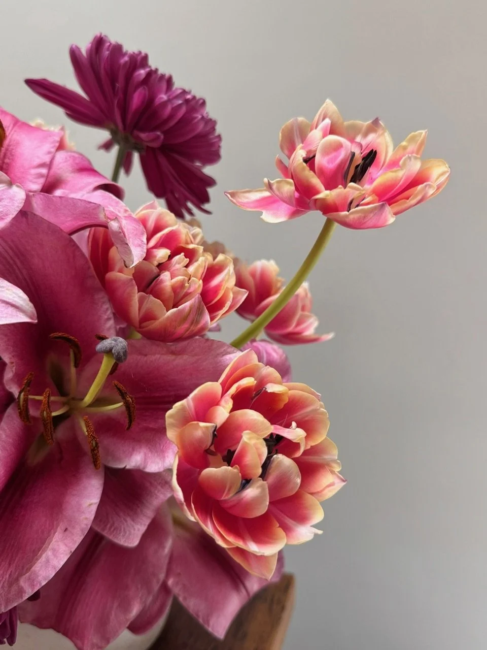 Close-up of pink and peach tulips and a pink flower against a plain background.