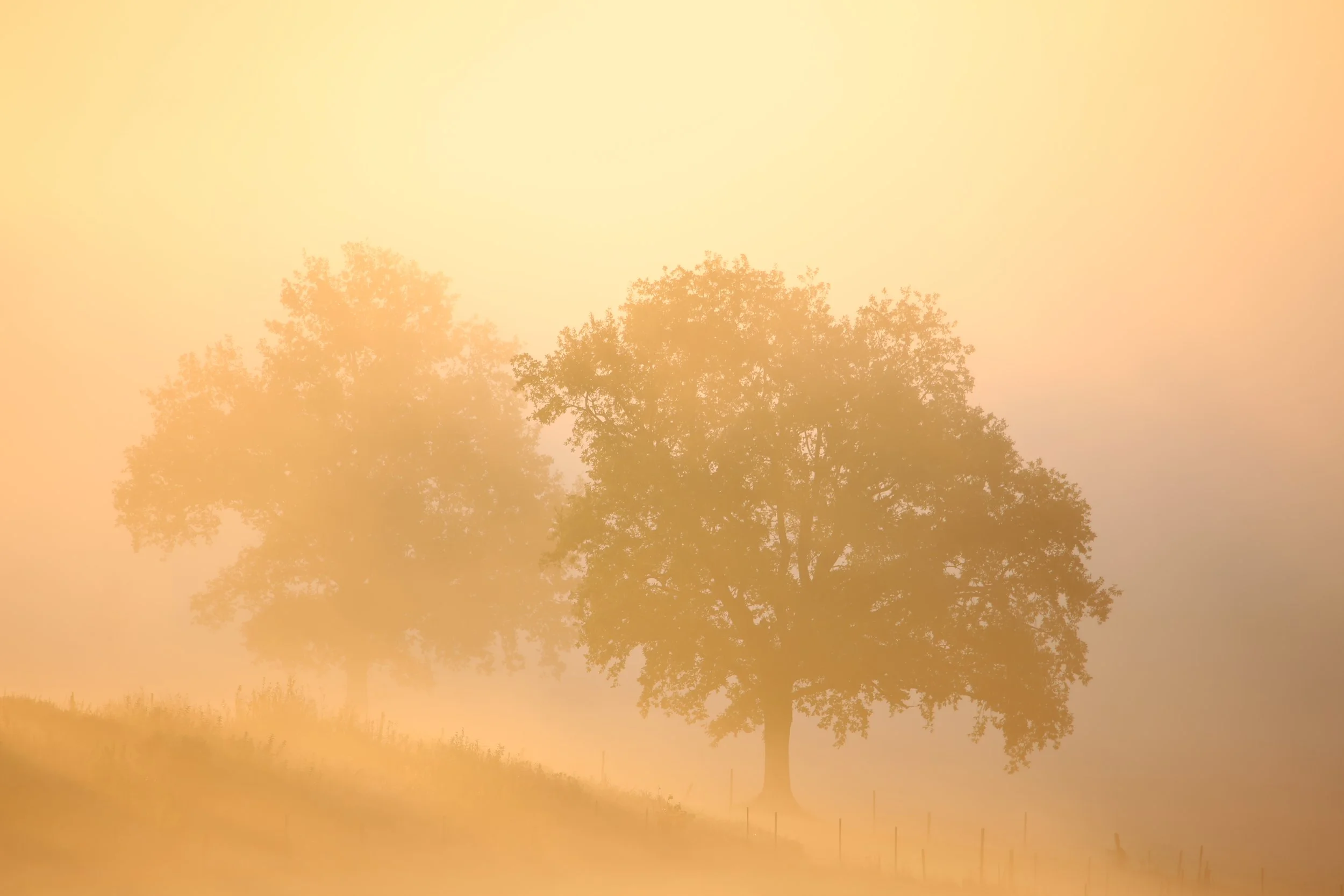 Morgennebel umhüllt Bäume im warmen Sonnenlicht