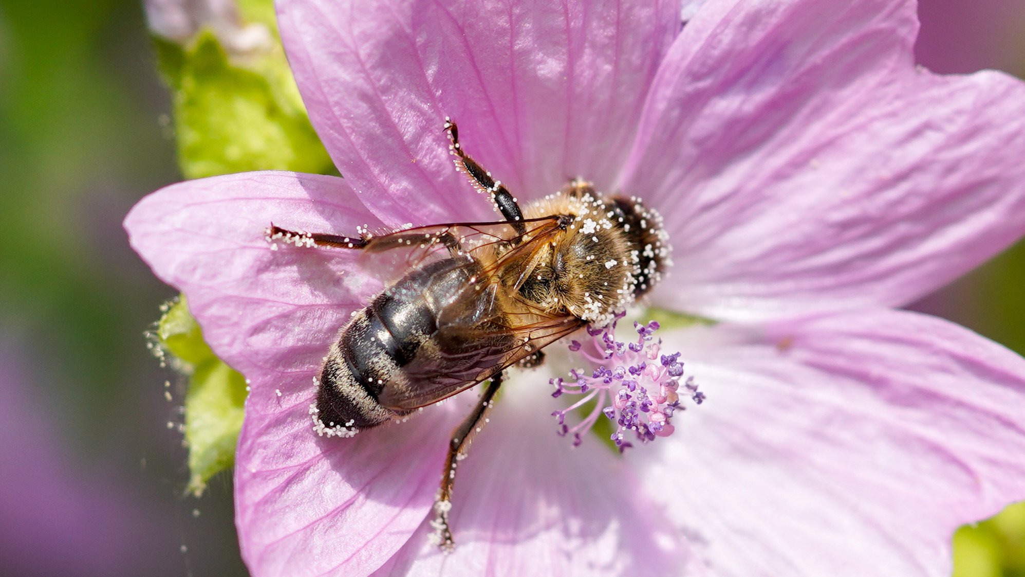 Bestäubende Wildbiene auf blühender Malvenblüte