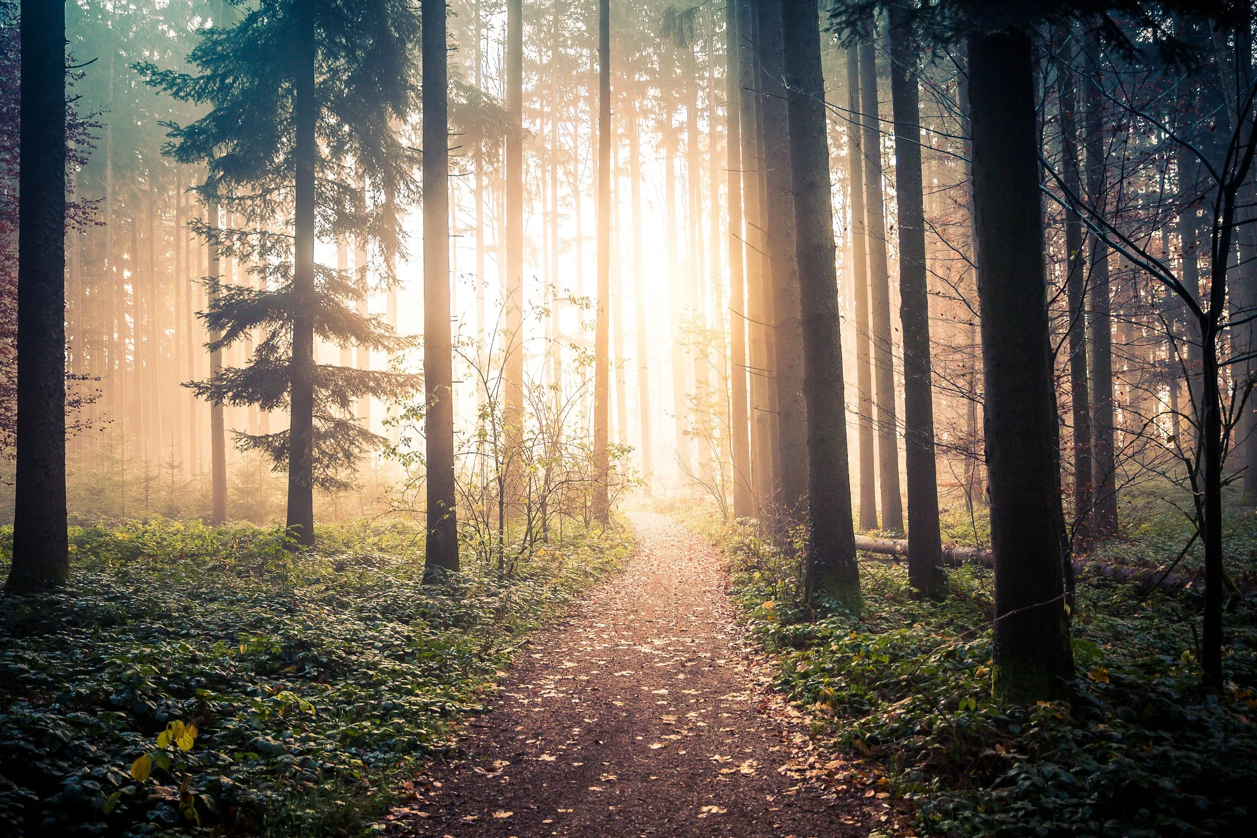 Lichtdurchfluteter Waldpfad in ruhiger Naturlandschaft