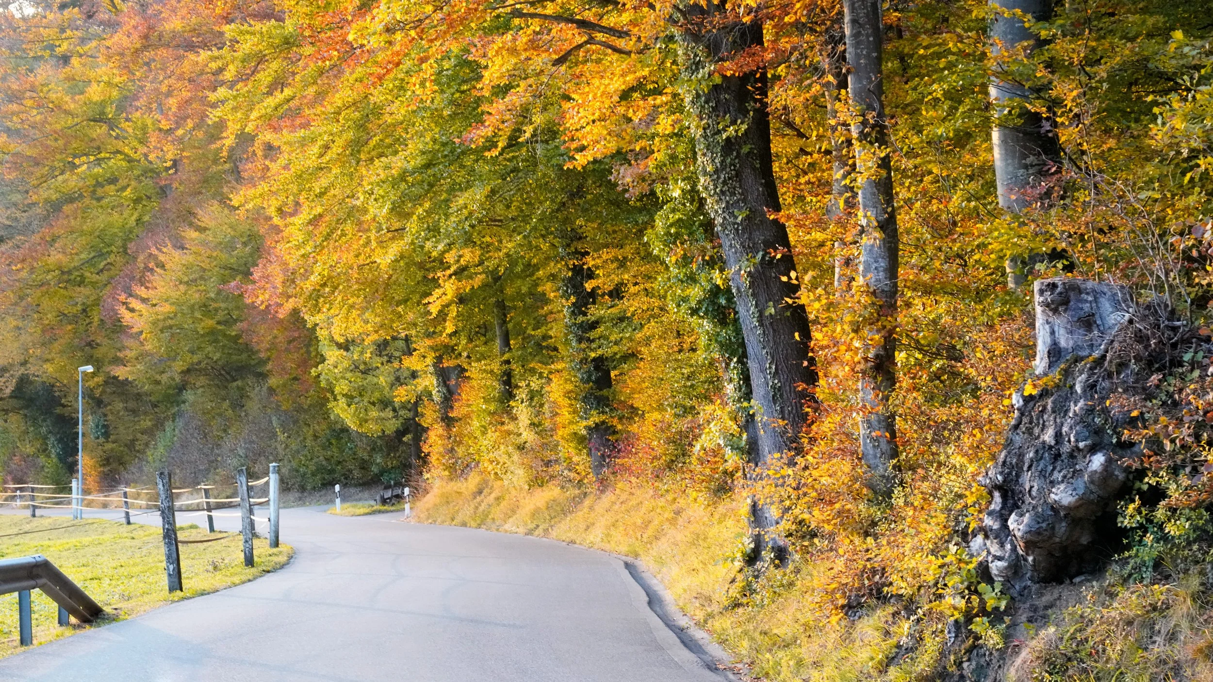 Herbstwald entlang einer ruhigen Landstraße