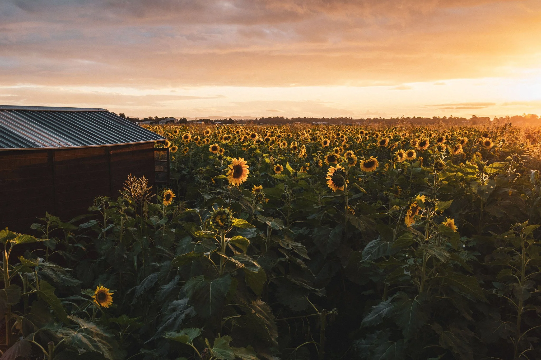 Sunset at Hunter Valley Sunflowers