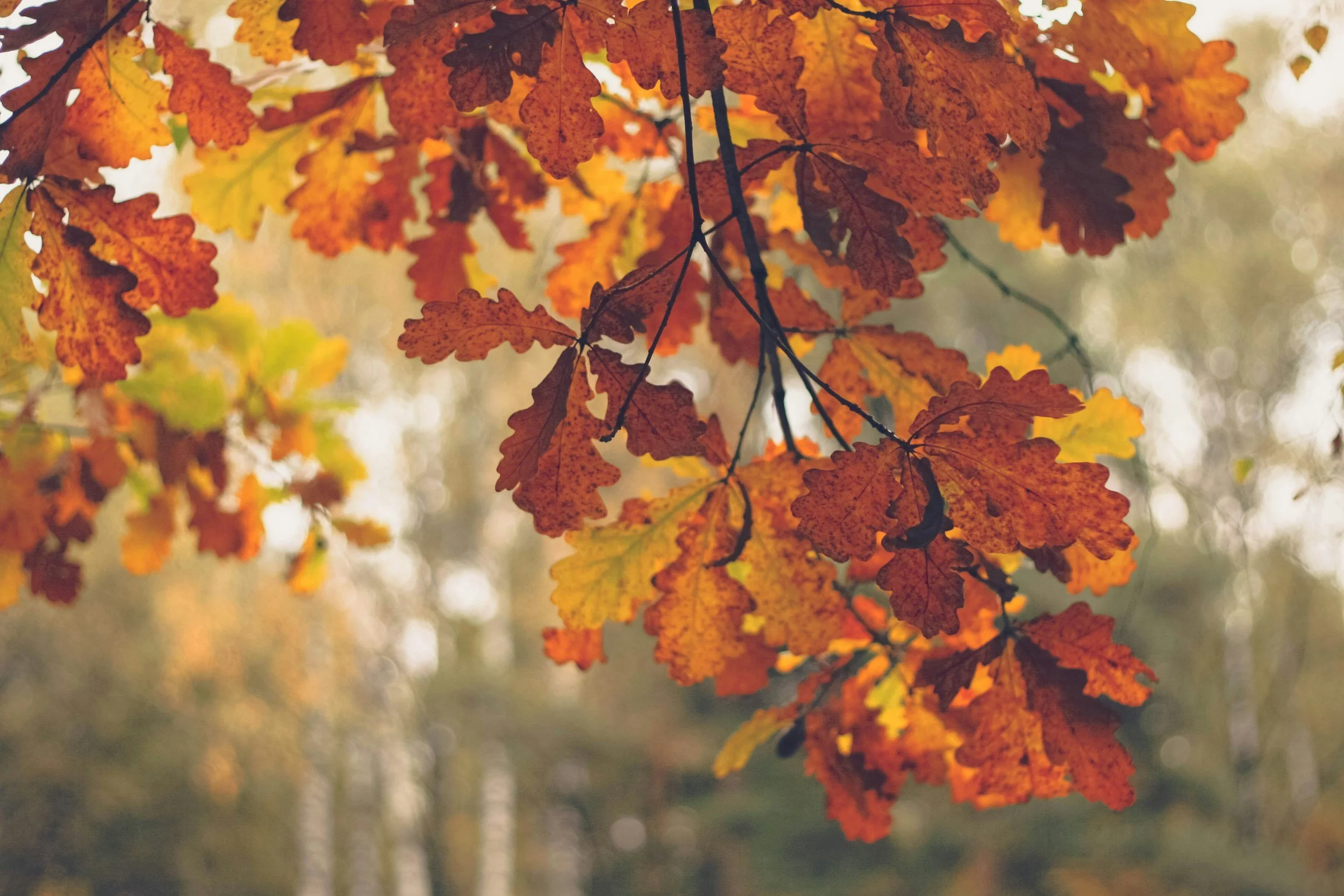 Feuilles d'automne orange et marron accrochées à des branches, flou en arrière-plan.