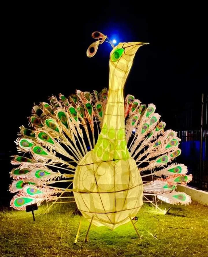 Colorful illuminated peacock lantern with a yellow body, green accents, and an elaborate tail spread out, displayed outdoors at night.