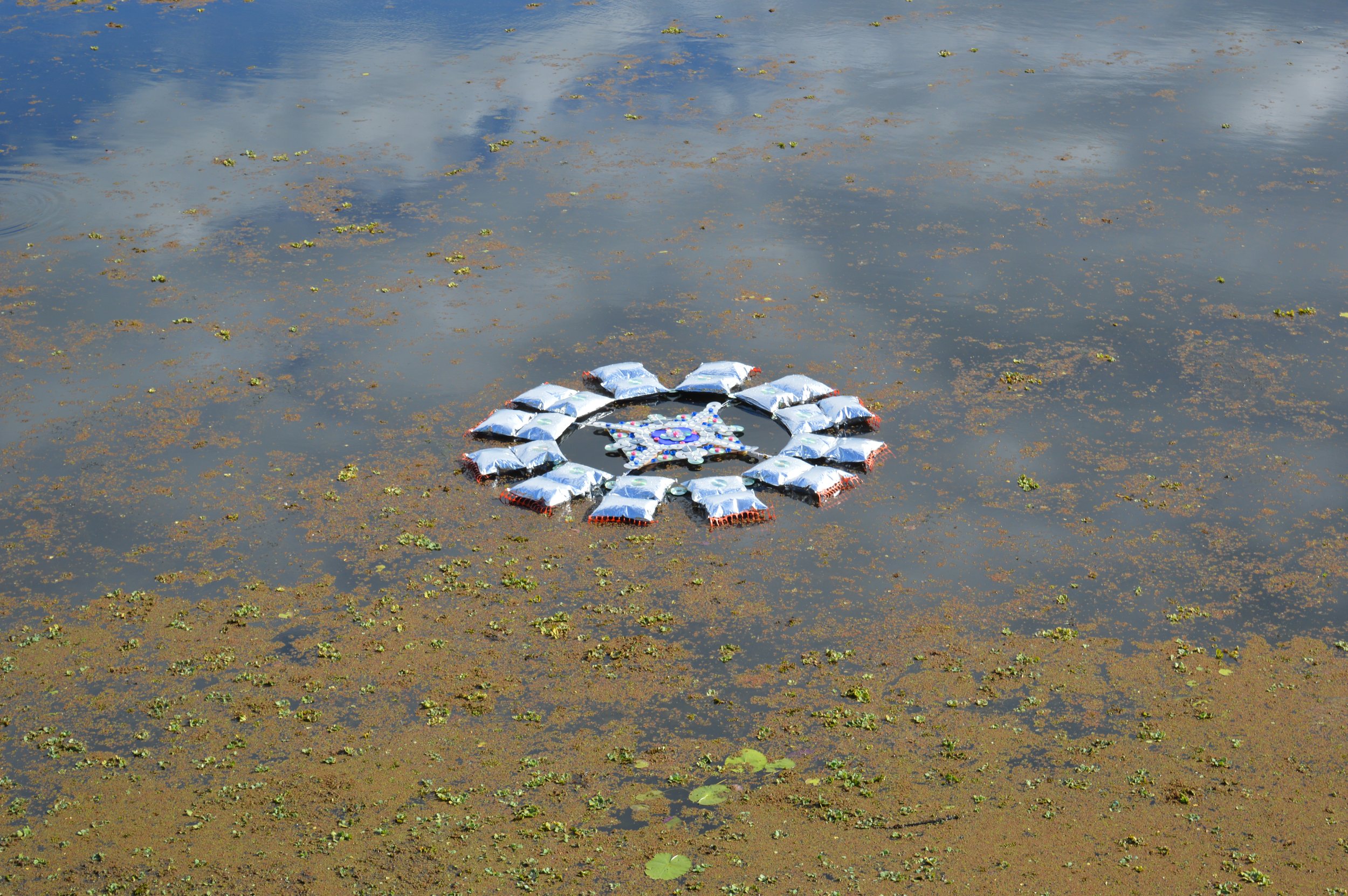A floating circle made of plastic soda bottles and other trash in a body of water covered with algae and plant debris.