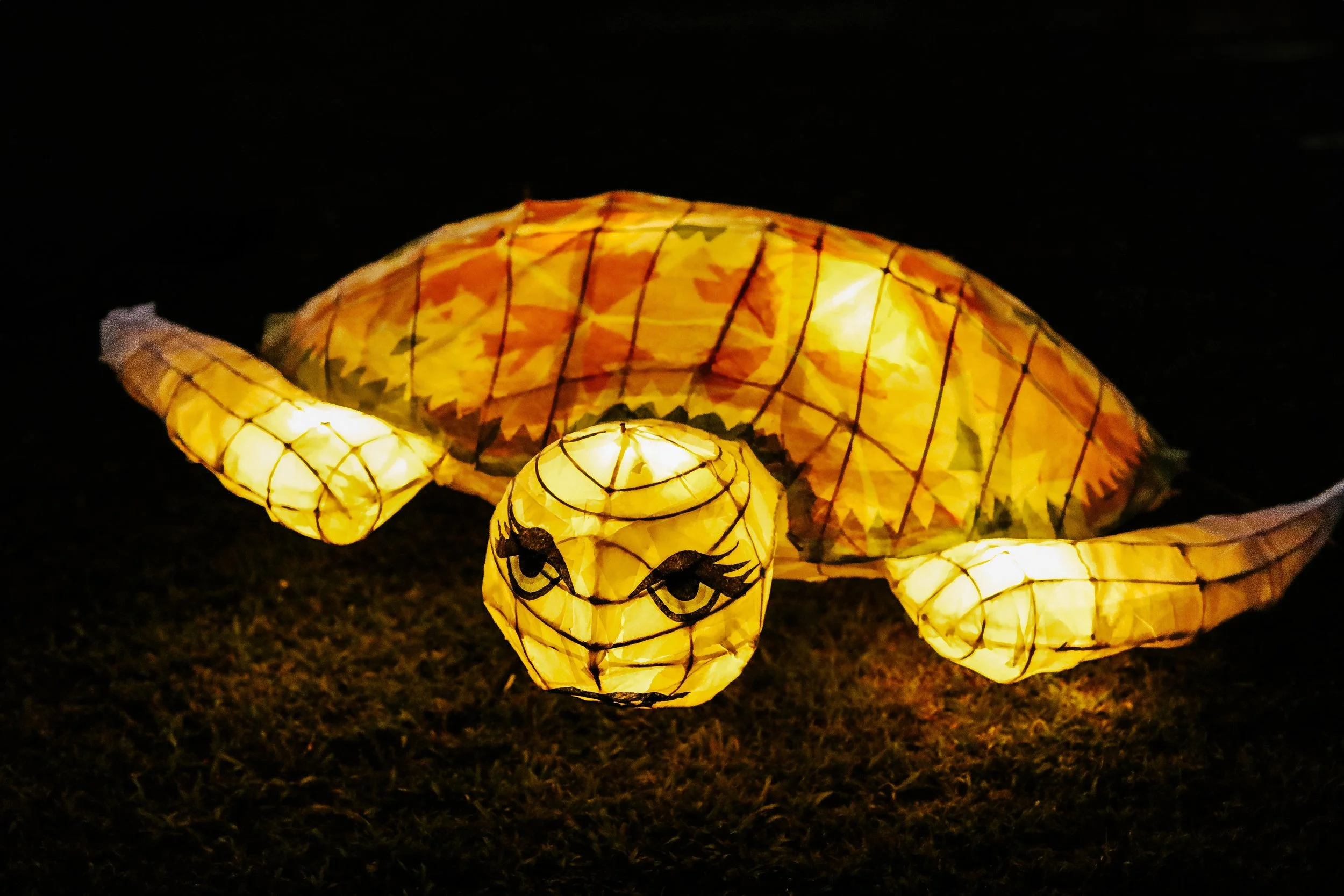 Lunesturtles_LMP-9.jpg