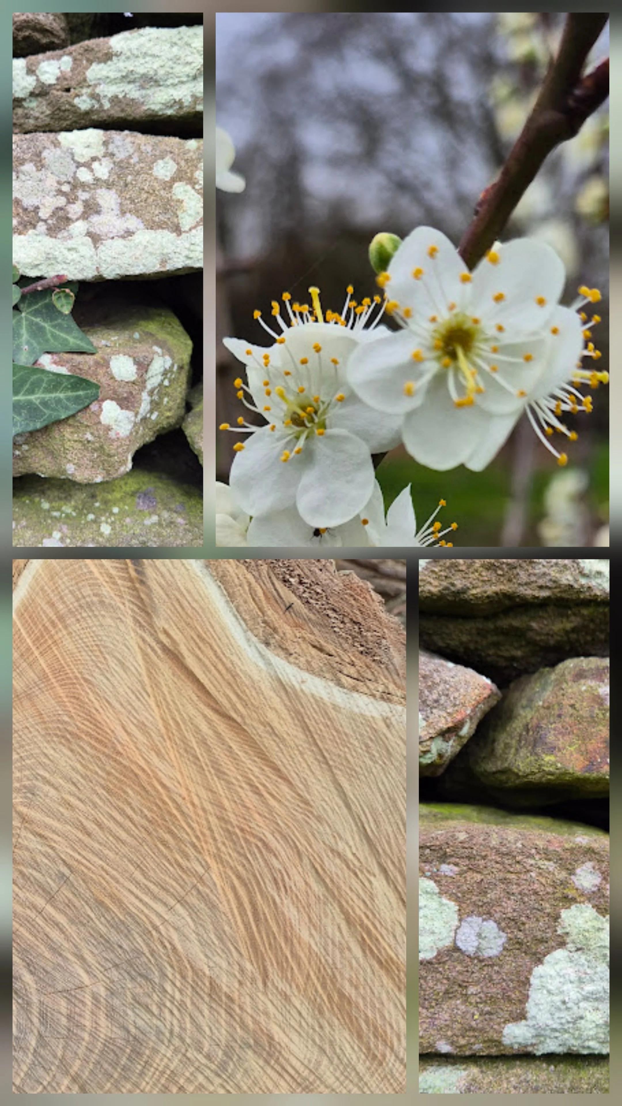 Close-up of white blossoms on a tree branch, moss-covered rocks, weathered wooden surface, and lichen-covered stones.