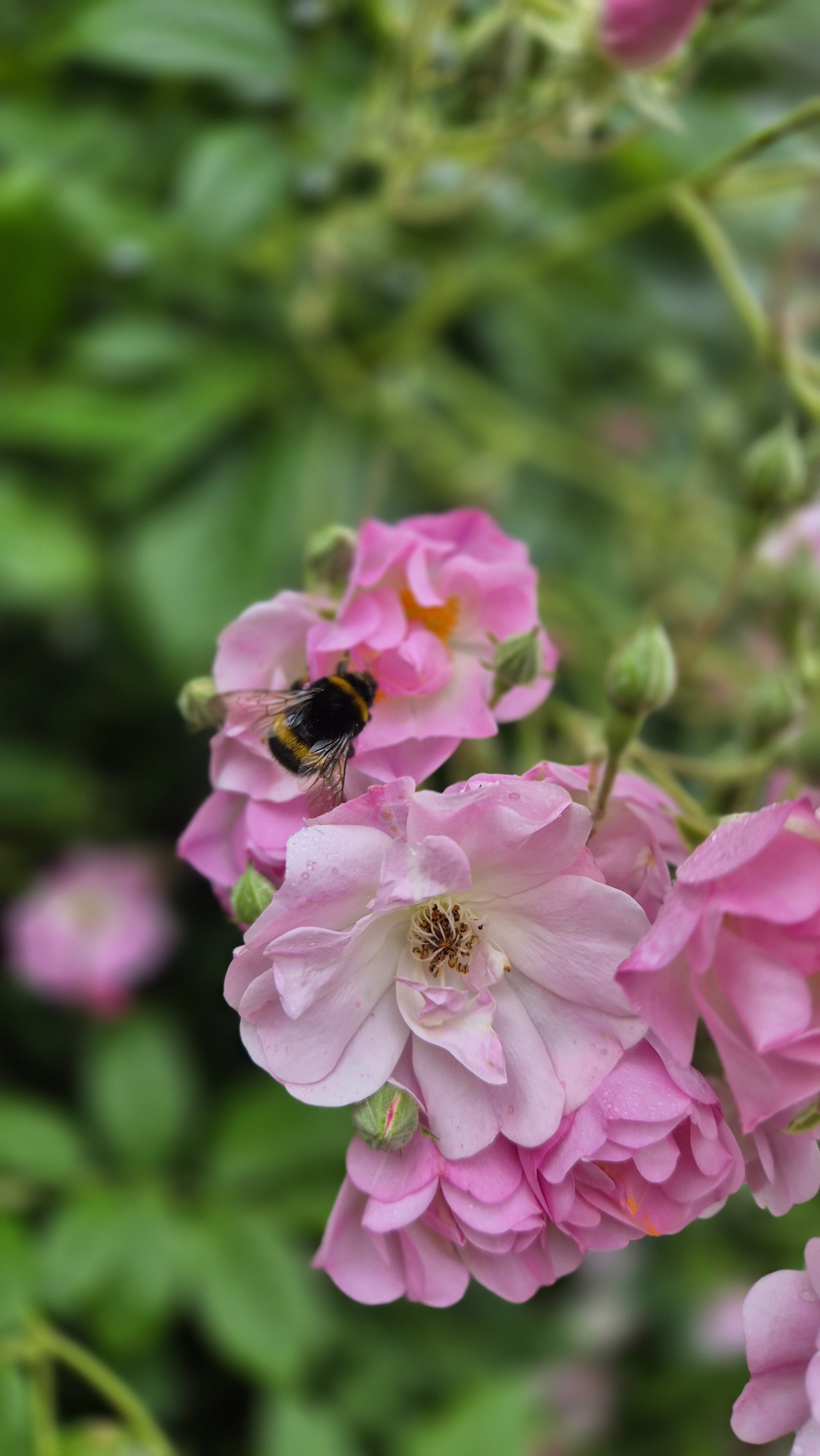 A bee collects nectar from pink and white flowers surrounded by green foliage.