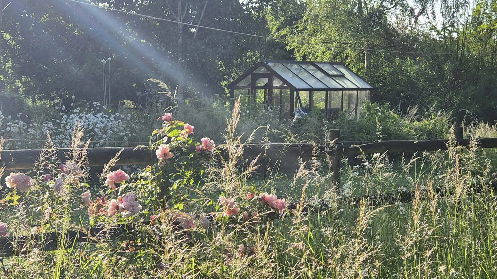 A lush garden with various flowers and tall grasses in the foreground, a wooden fence and a glass greenhouse in the background, surrounded by green trees and a clear sky with sunlight streaming through.
