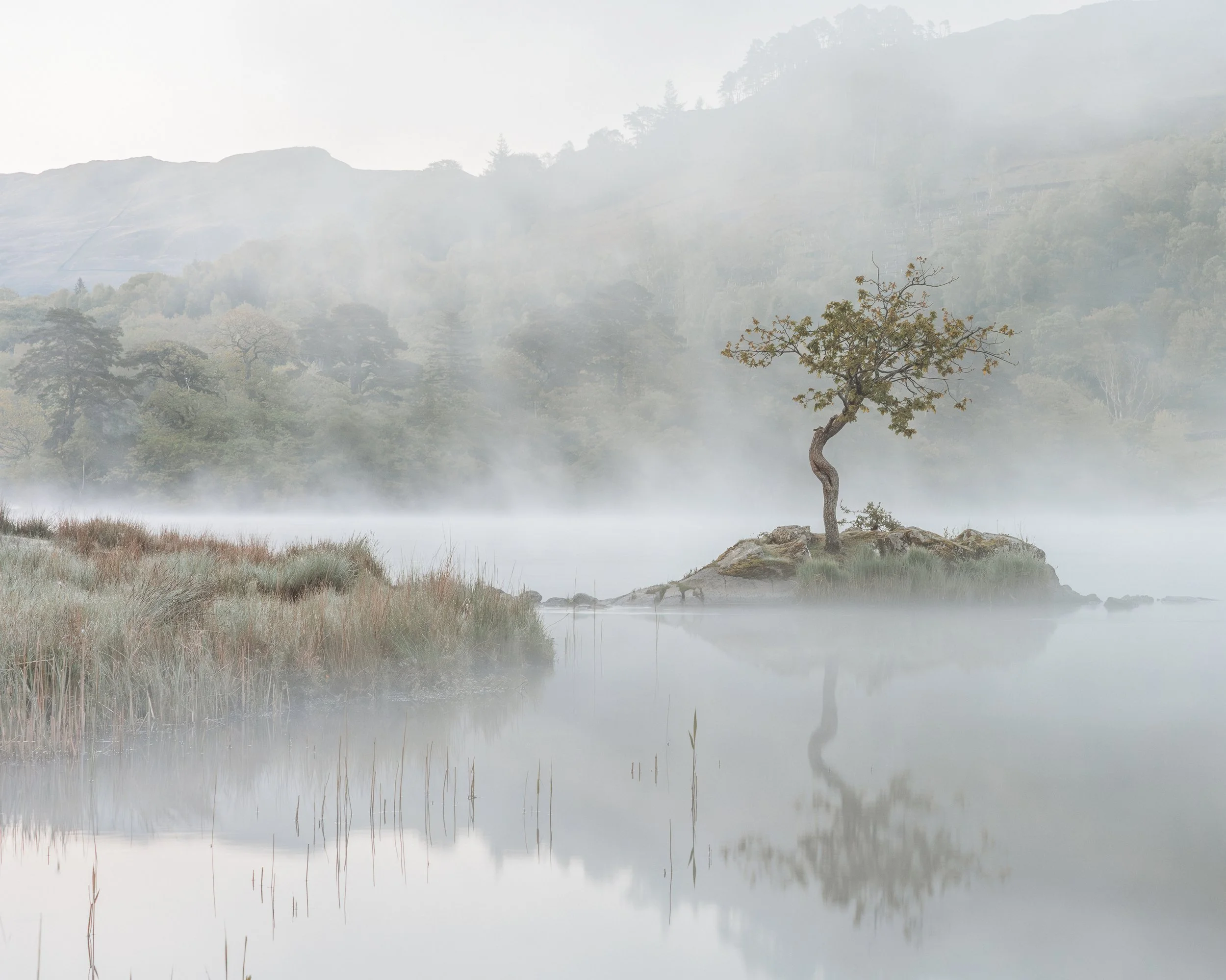 Trädet vid Rydal Water