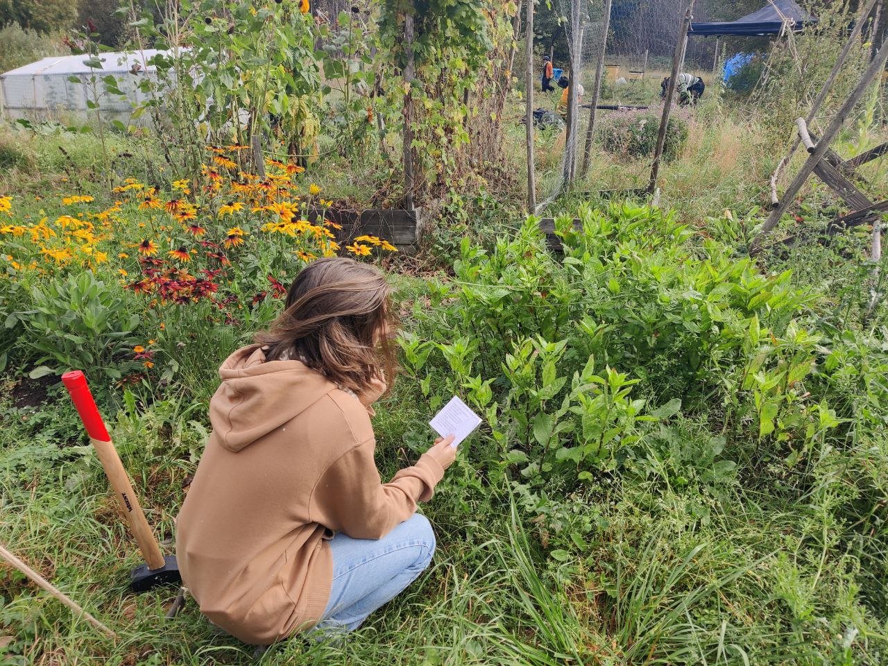 Designing with the community - 
Creating a workshop about 
non-human education