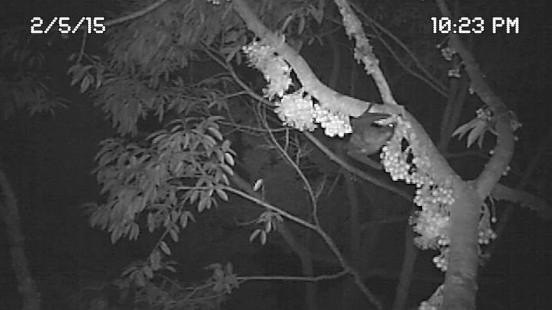 Camera trap view of Flying fox (Pteropus sp.) sipping nectar from durian flowers