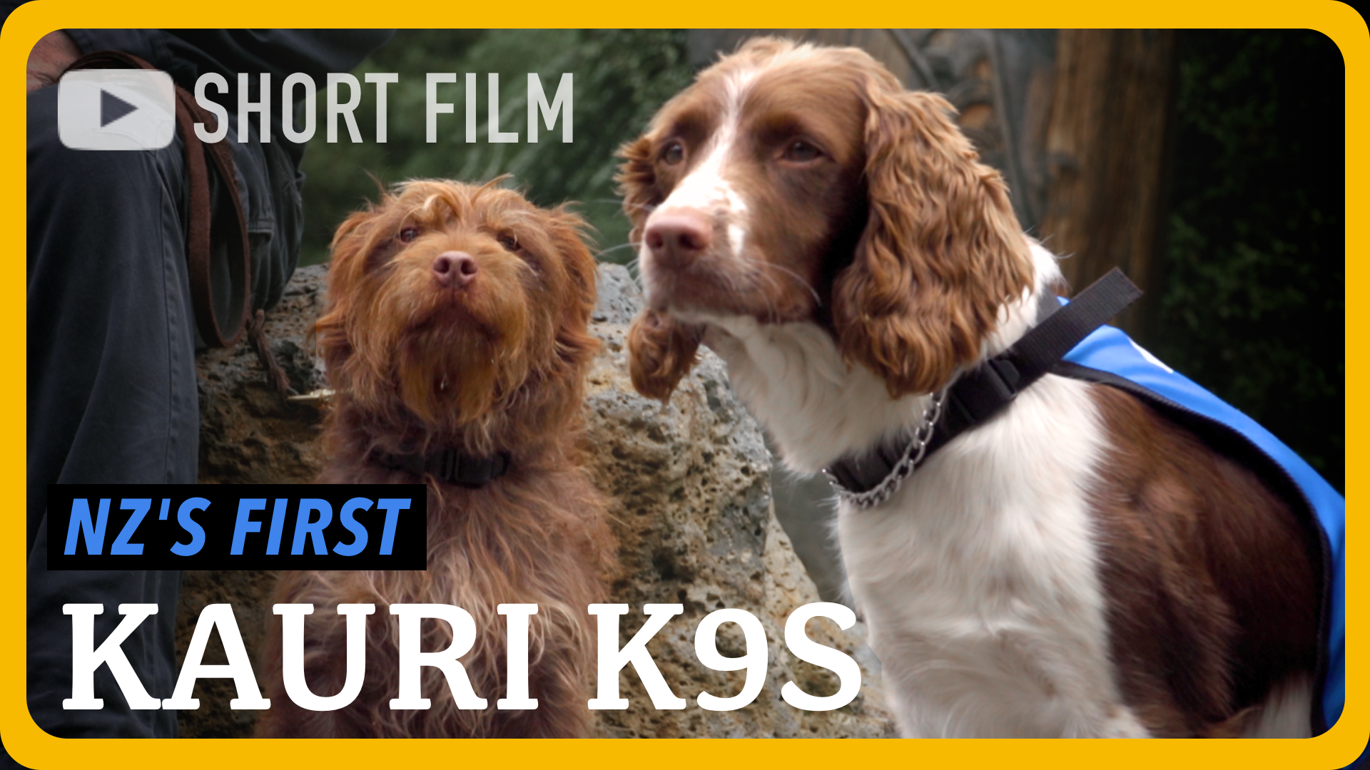 Kauri K9s short film thumbnail