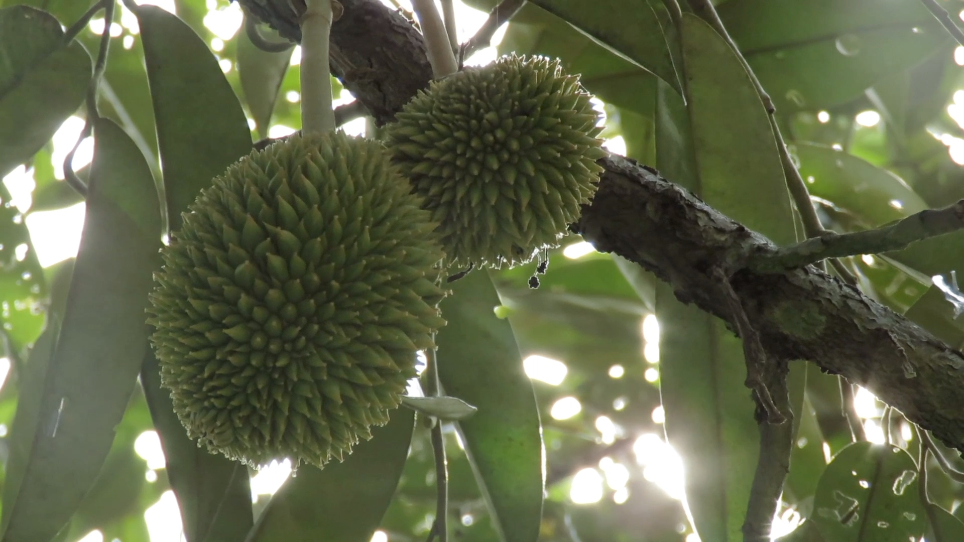 Two durian fruits hanging from a tree branch surrounded by green leaves, with sunlight shining through the foliage.