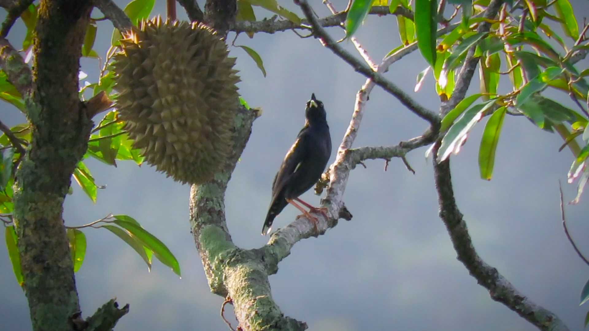 Javan Mynah perched on a tree branch next to a large, spiky durian