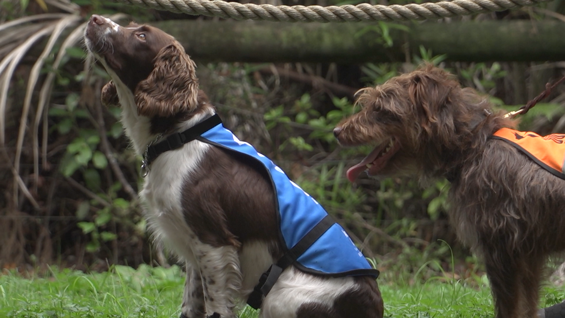 Pip and Mawhai under a kauri tree
