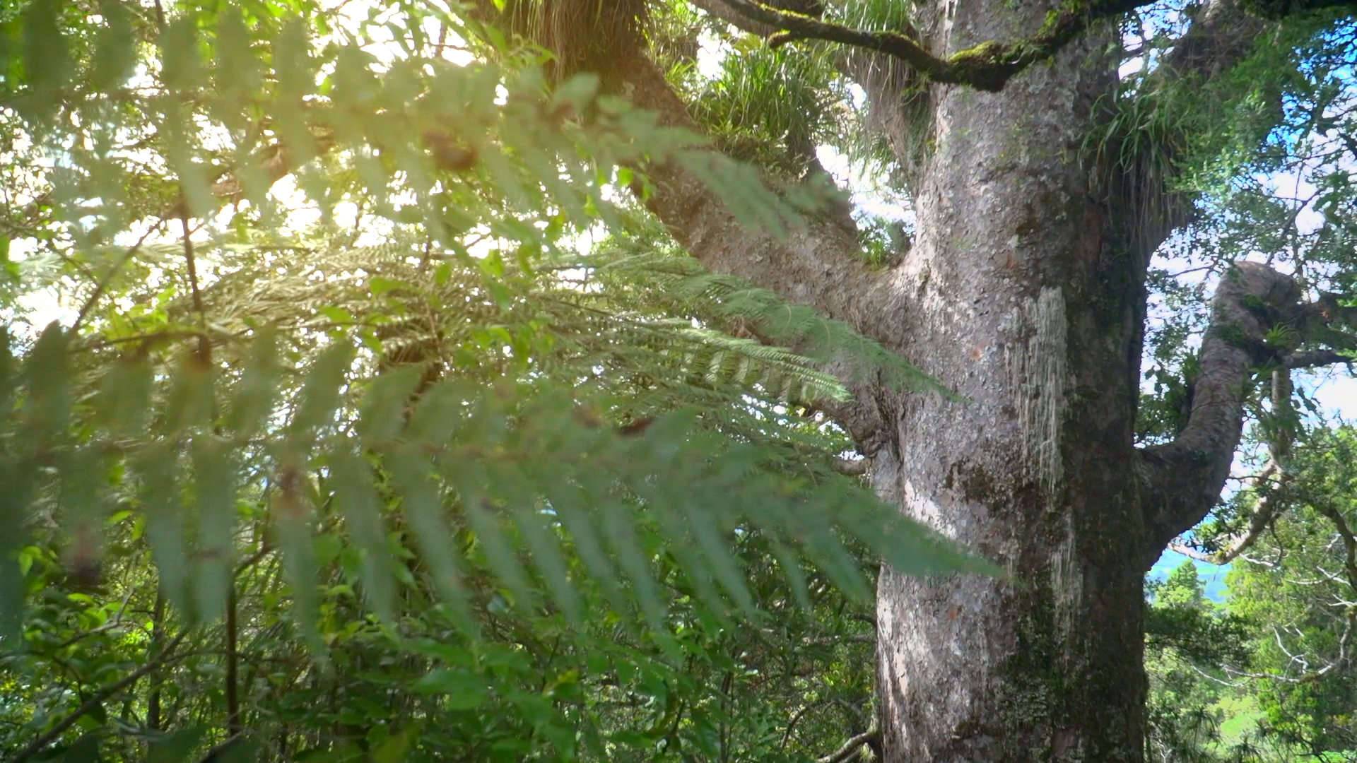Kauri tree in Waitākere, New Zealand