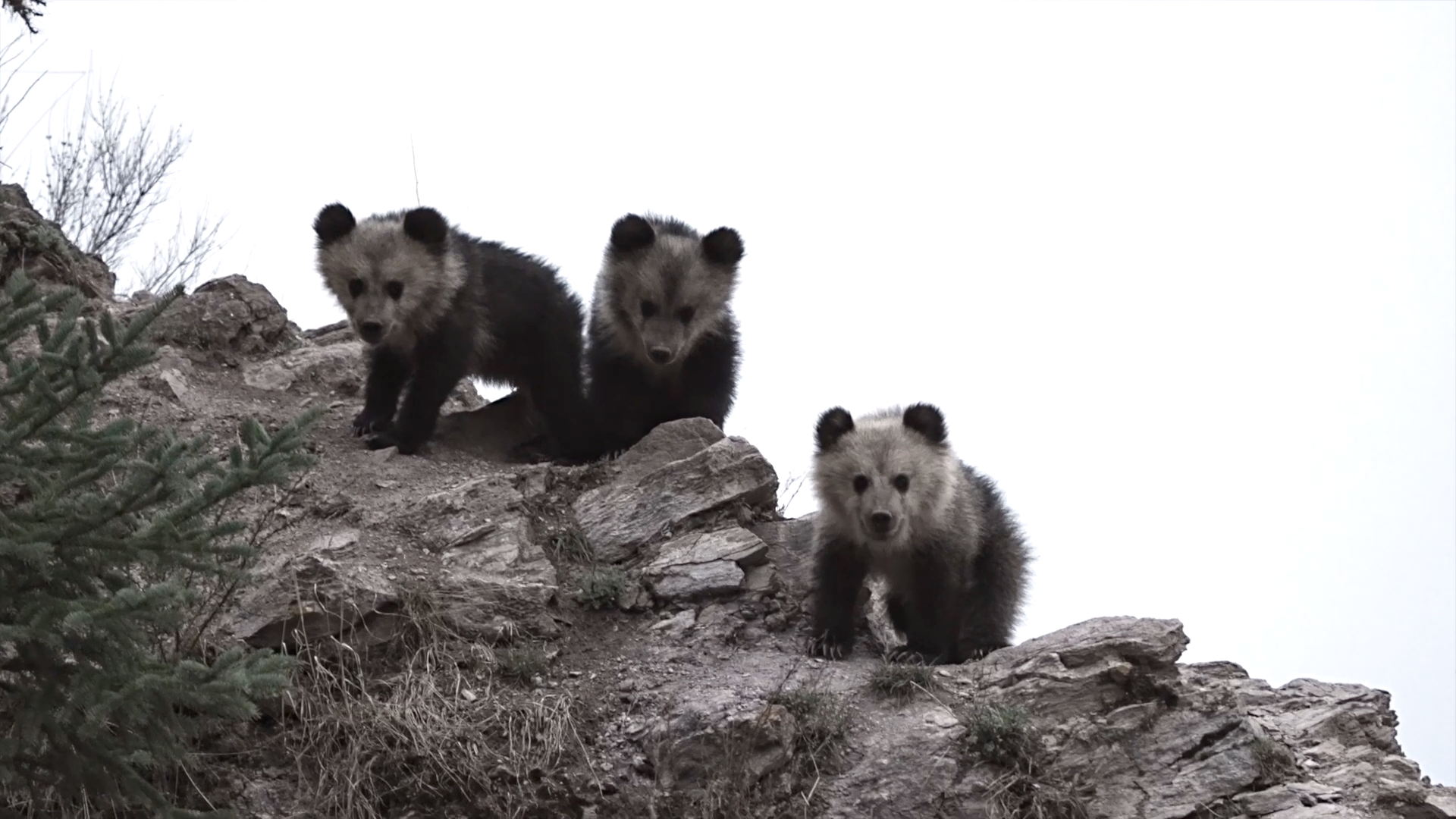 Three Tibetan brown bear cubs high above a rocky slope