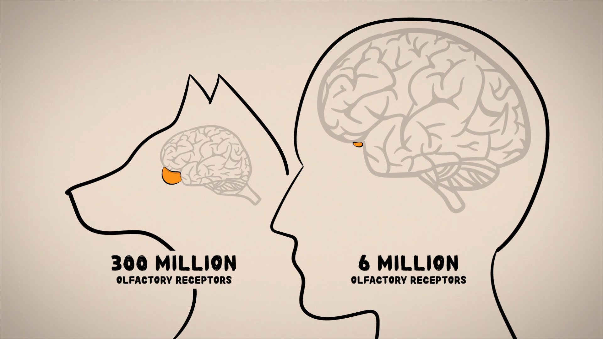 Comparison of brain receptors in dogs, showing 300 million olfactory receptors in dogs' brains and 6 million in humans' brains, illustrated with side profiles of a dog and a human head, highlighting the olfactory regions.