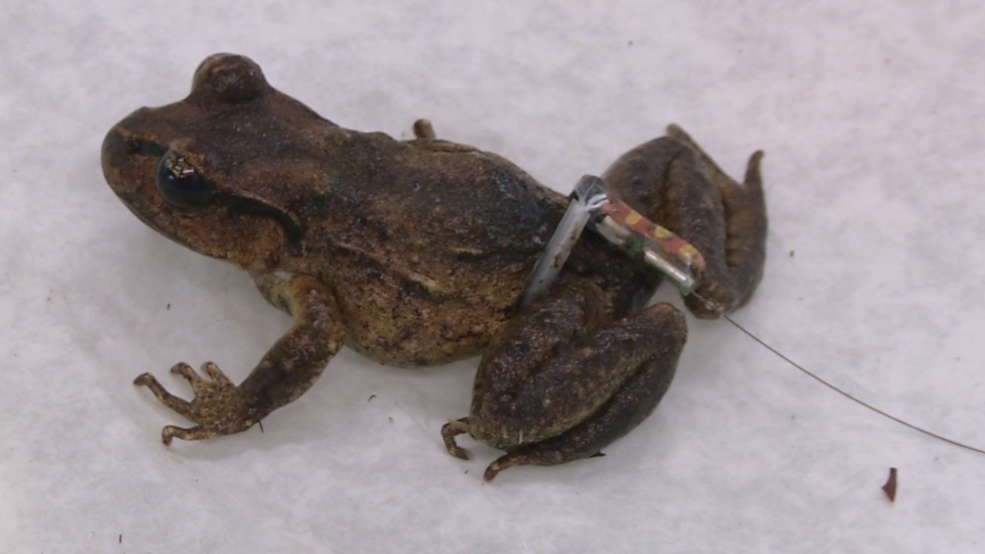 A small frog with dark brown and black mottled skin lying on a white surface. A tiny medical device with wires is attached to its back, possibly for scientific study or health monitoring.