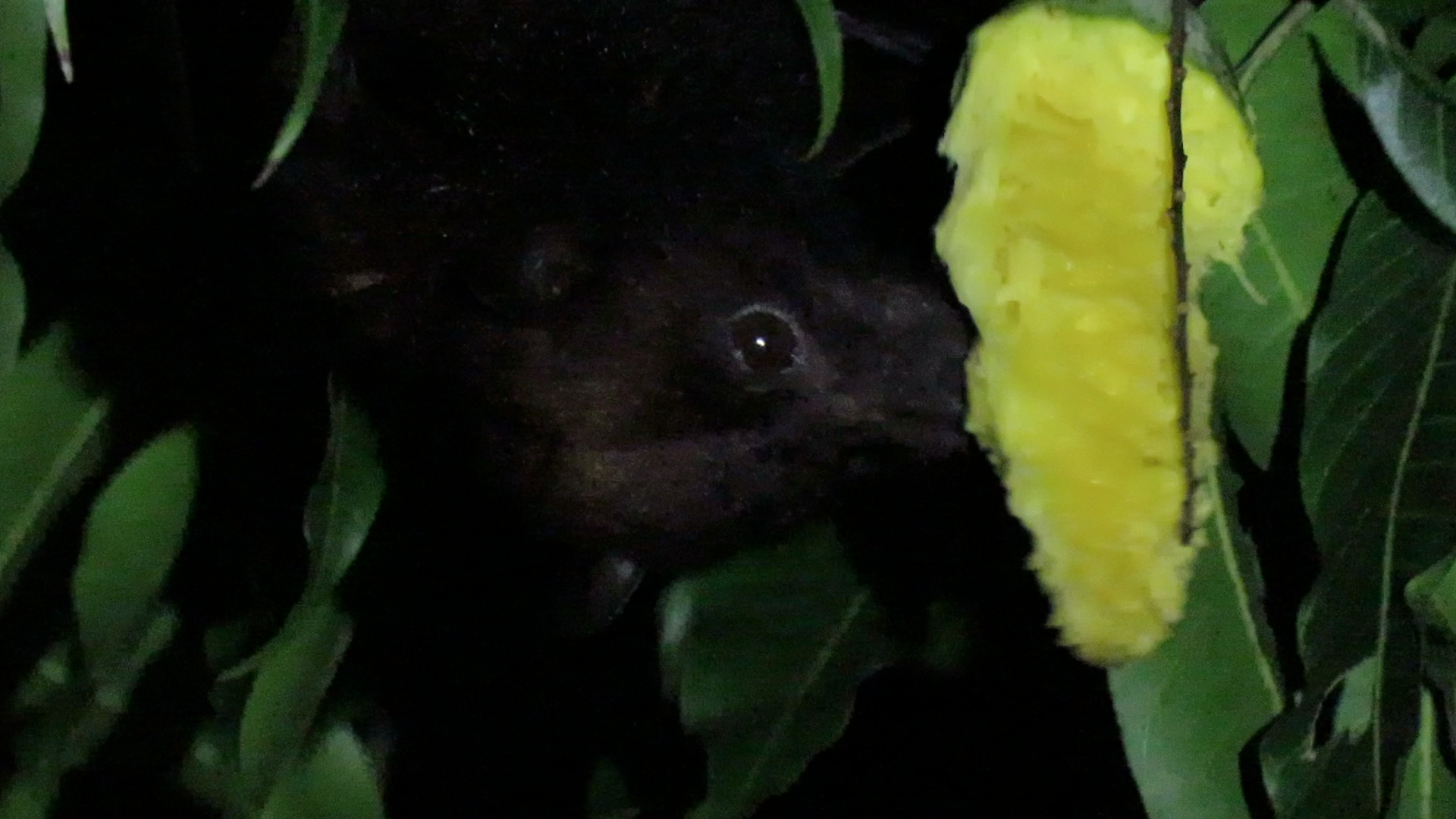 Flying fox (Pteropus sp.) hidden behind half-eaten mango