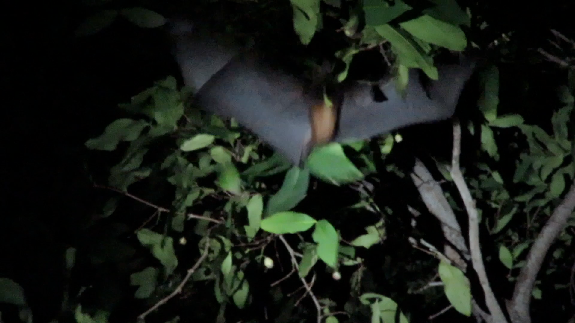 Flying fox (Pteropus sp.) flying at night