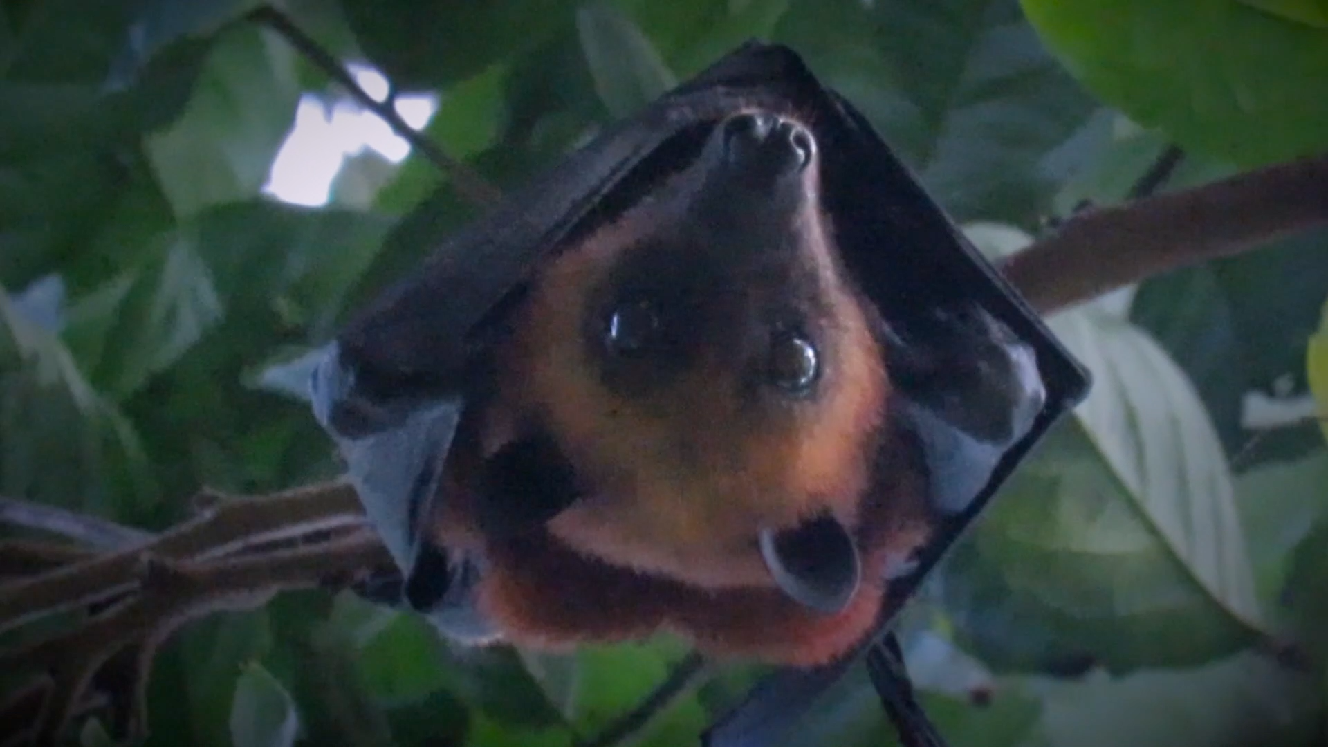 Flying fox (Pteropus sp.) hanging upside down on a tree branch in Tioman