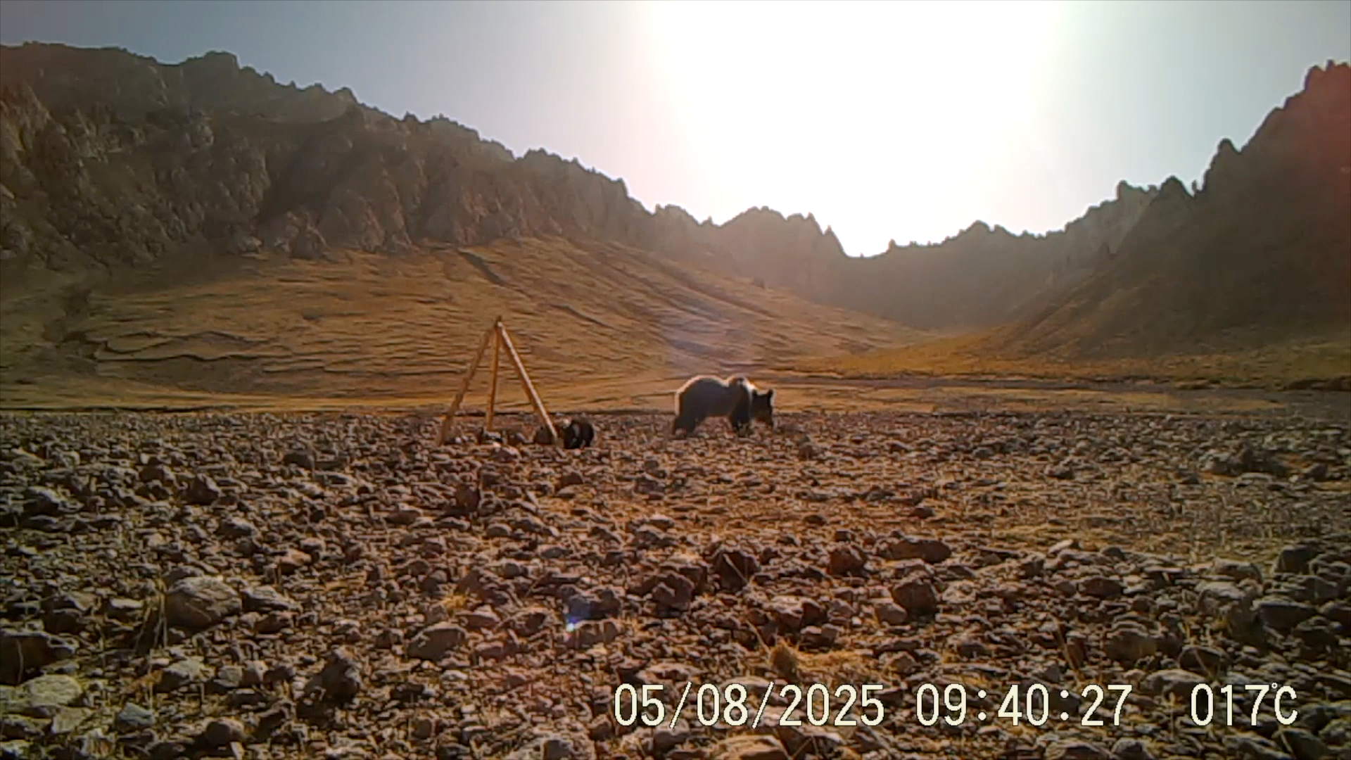 Camera trap view of Tibetan brown bear with her cubs